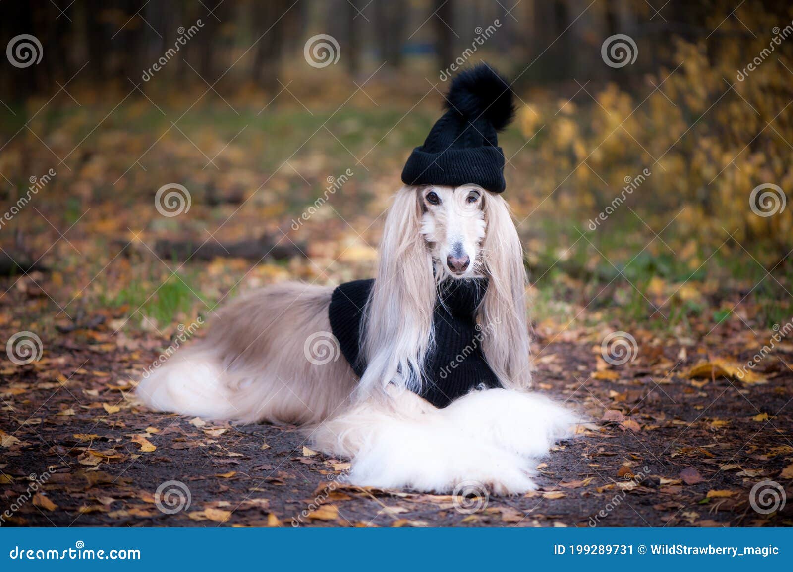 Chien Drole Levrier Afghan Tres Mignon Dans Chapeau Et Echarpe Image Stock Image Du Escomptes Crabot Chien Drole Levrier Afghan Tres Mignon Dans Chapeau Et Echarpe Image Stock Image Du Escomptes Crabot