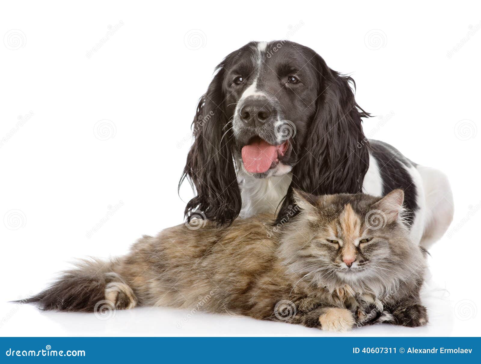 Chien et chat anglais de cocker regarder l'appareil-photo D'isolement