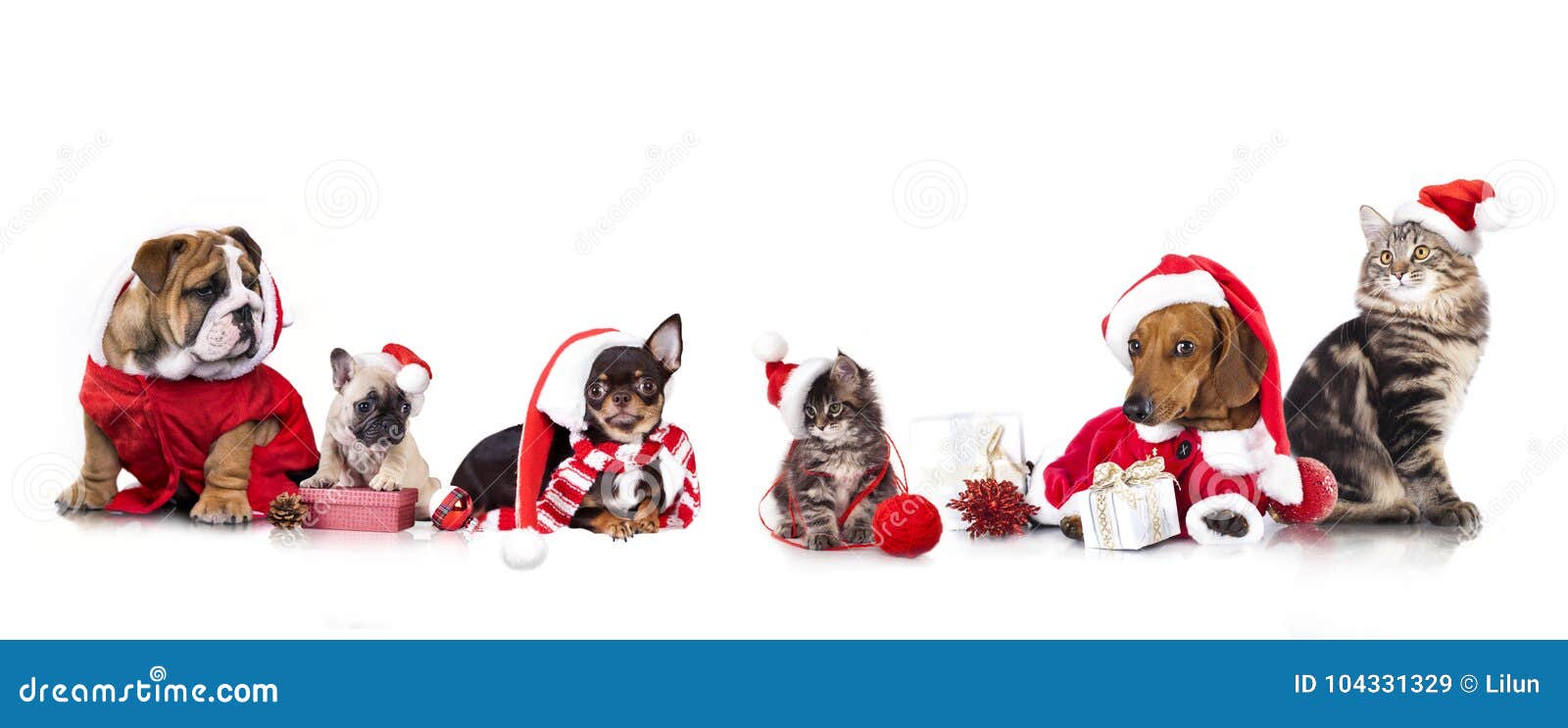  Carte cadeau  - Imprimer - Chien et chat à Noël: Gift  Cards