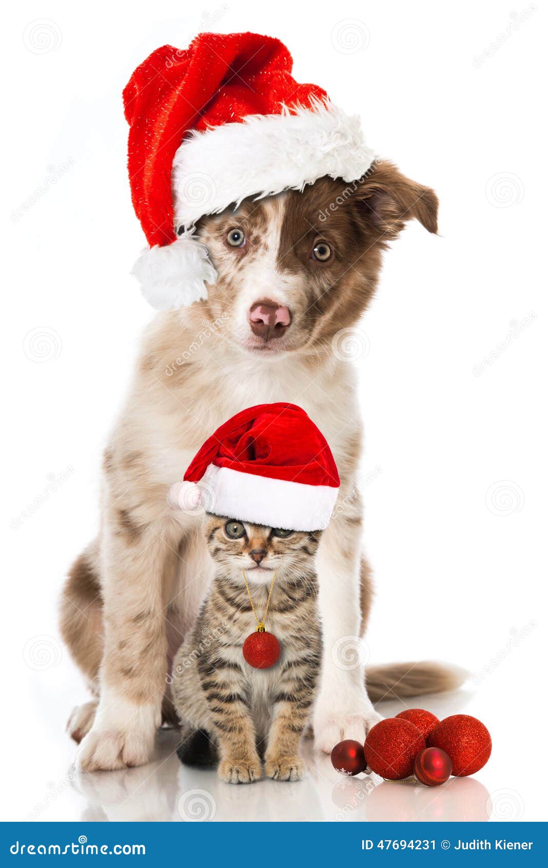photo stock chien et chat de noël image