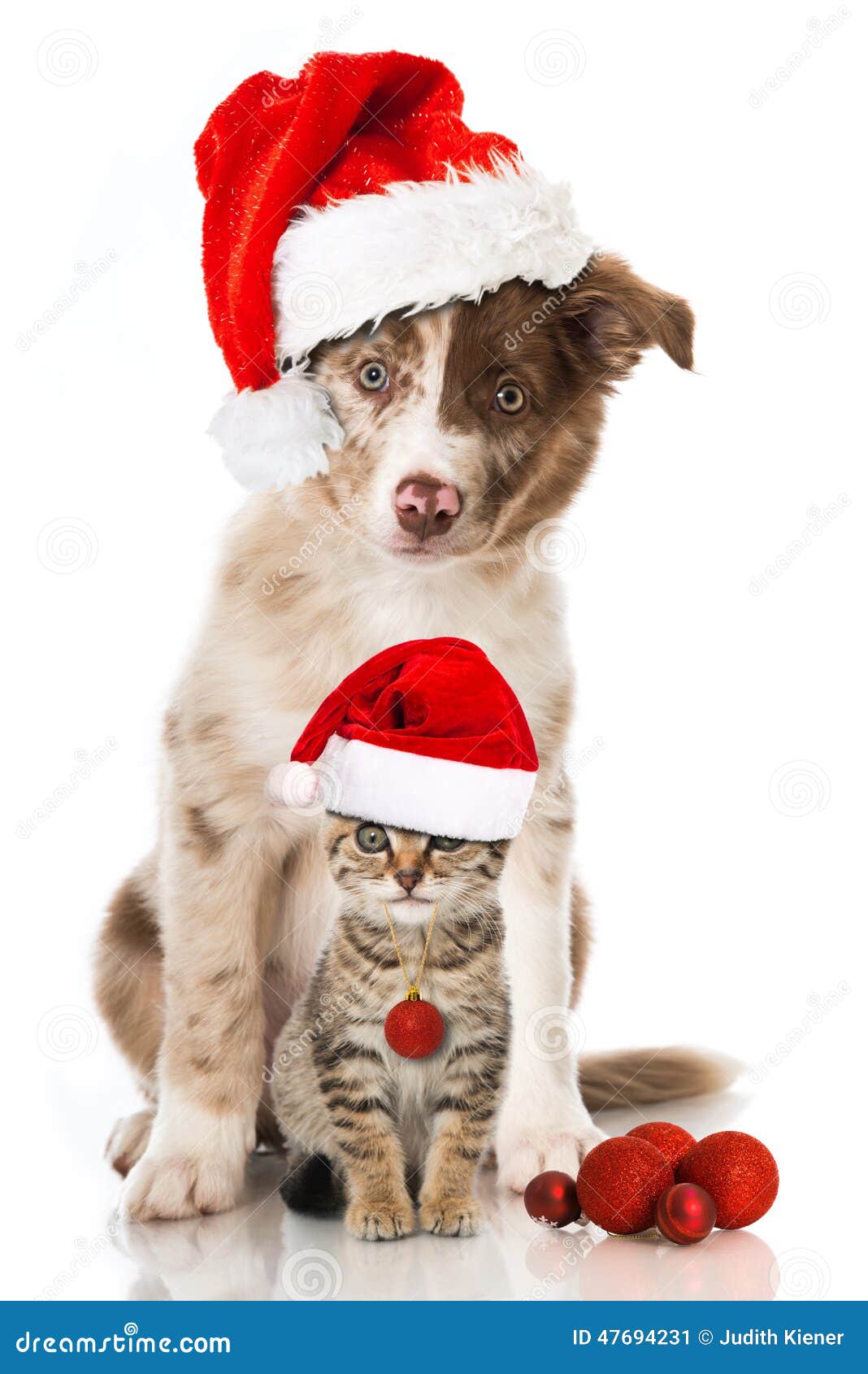 Image Chien Et Chat De Noel