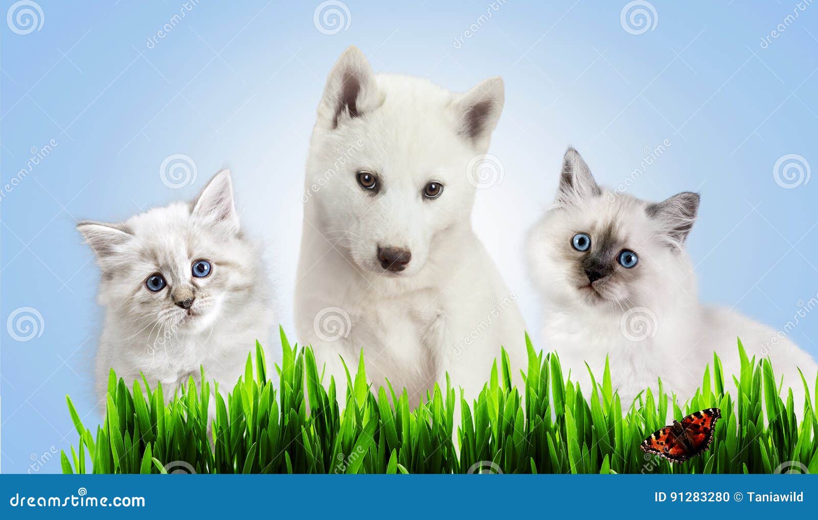Chien Et Chat Ensemble Sur Lherbe Concept De Ressort Photo