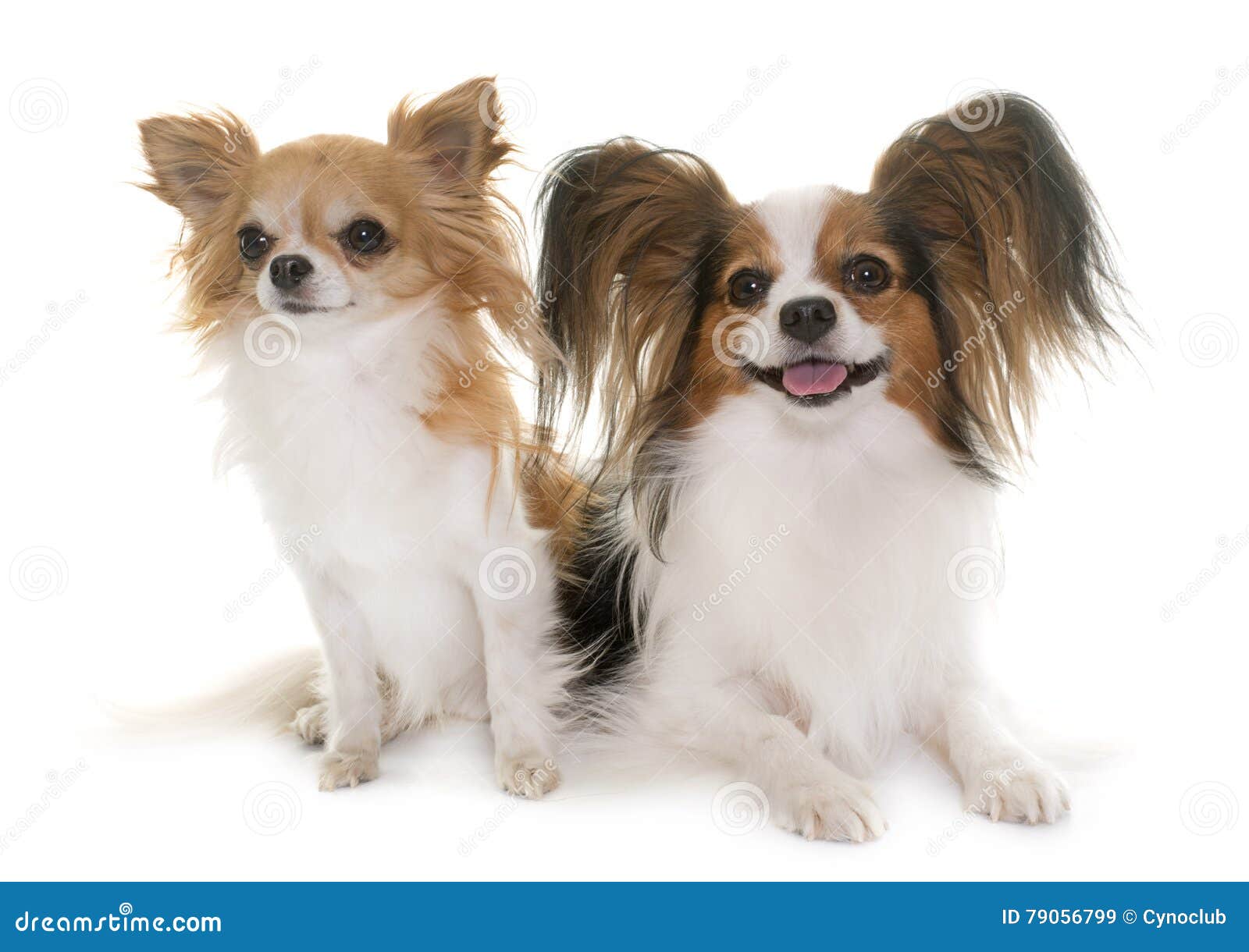 barbie papillon prix