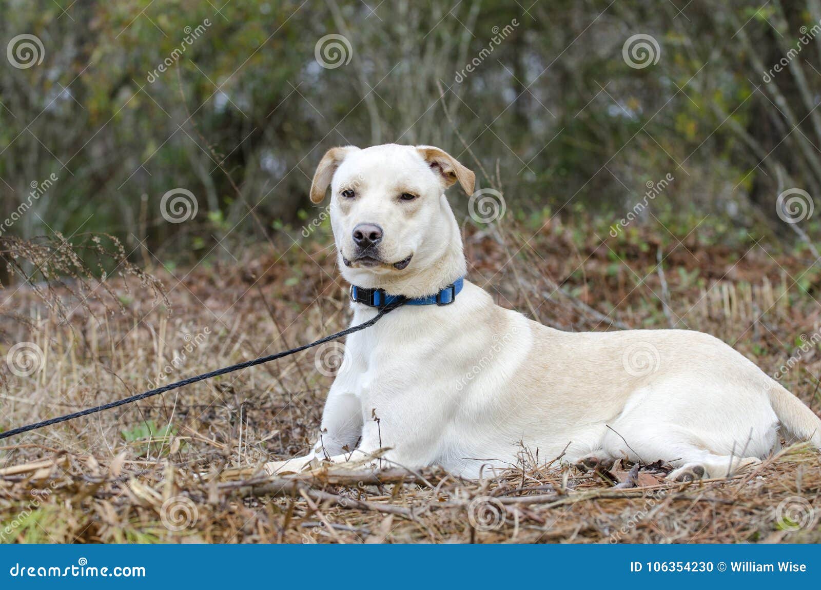 Chien Jaune De Race Mélangé Par Shar Pei De Chinois De