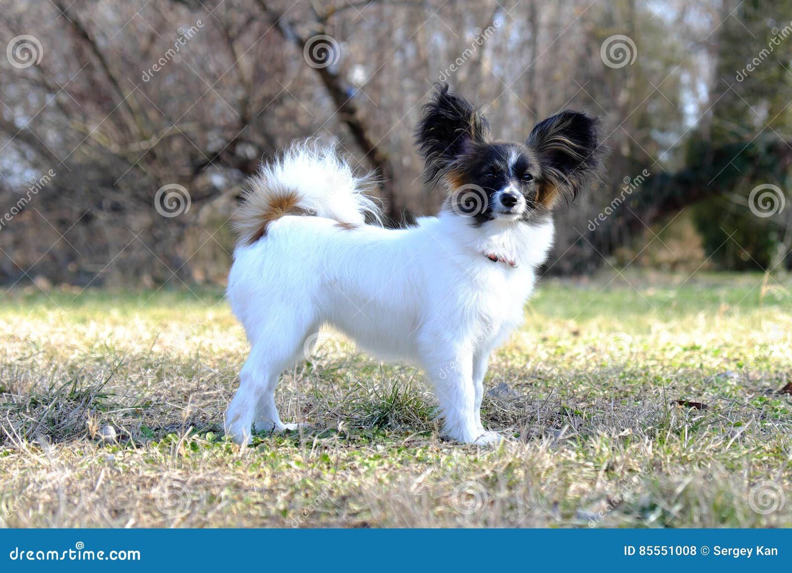 Chien junior de papillon. Un portrait d'un chien continental junior de pure race de papillon d'épagneul de jouet de blanc et de sable