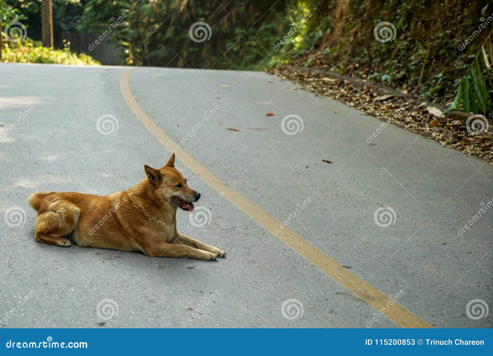 Chien local de sourire brun clair se trouvant heureusement sur la route goudronnée grise le long de la montagne verte de forêt, Chiangmai, Thaïlande