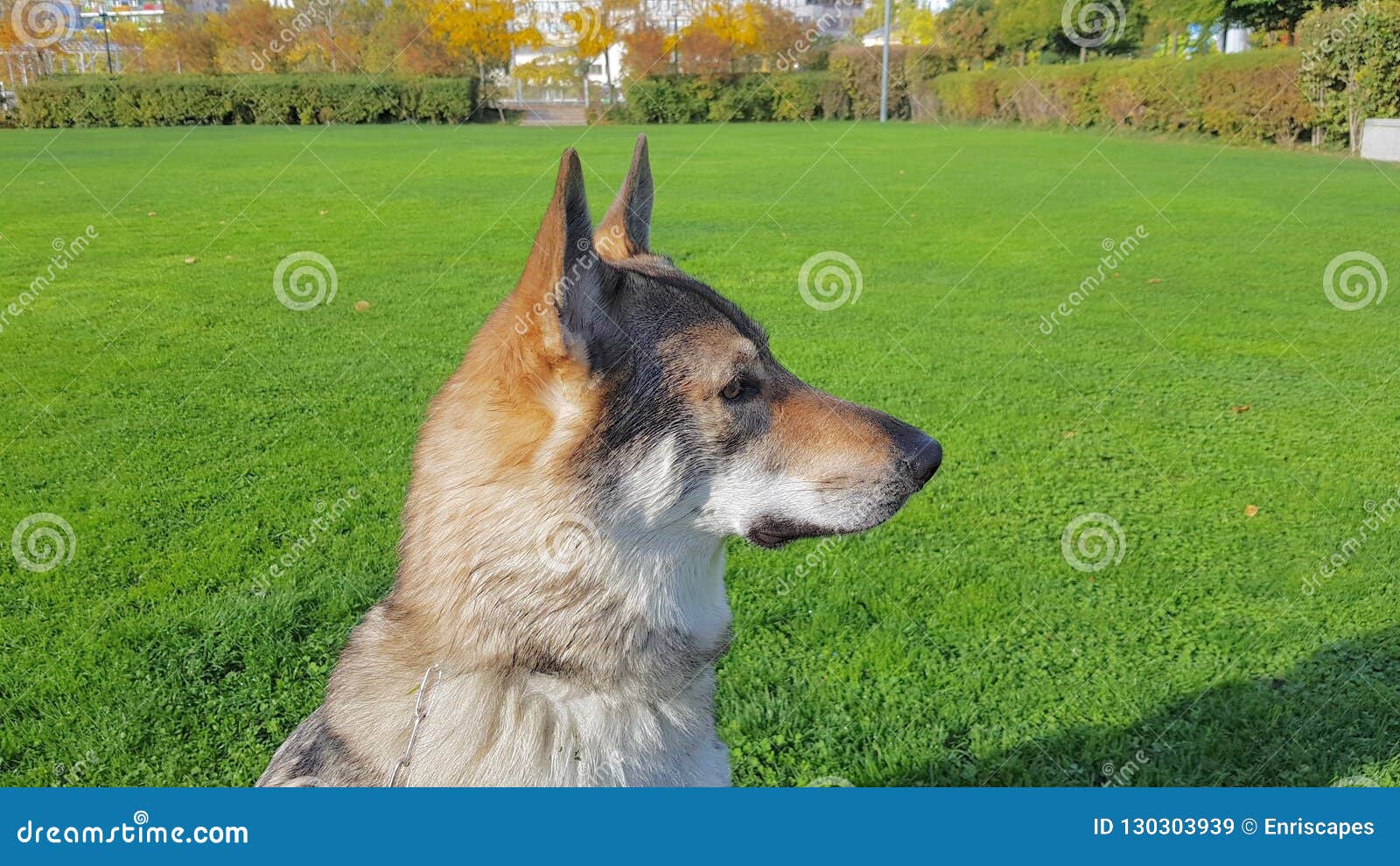 Chien Loup Tchécoslovaque En Parc Image Stock Image Du