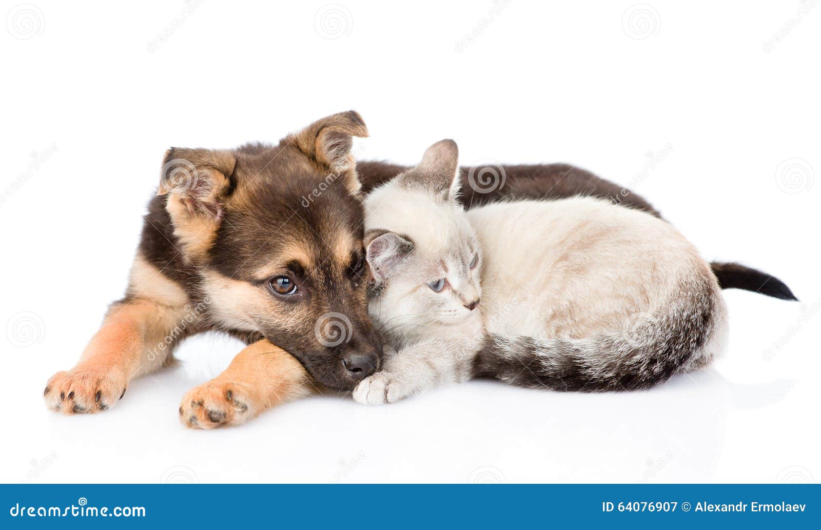 Chien Mélangé De Race Se Trouvant Avec Le Petit Chat