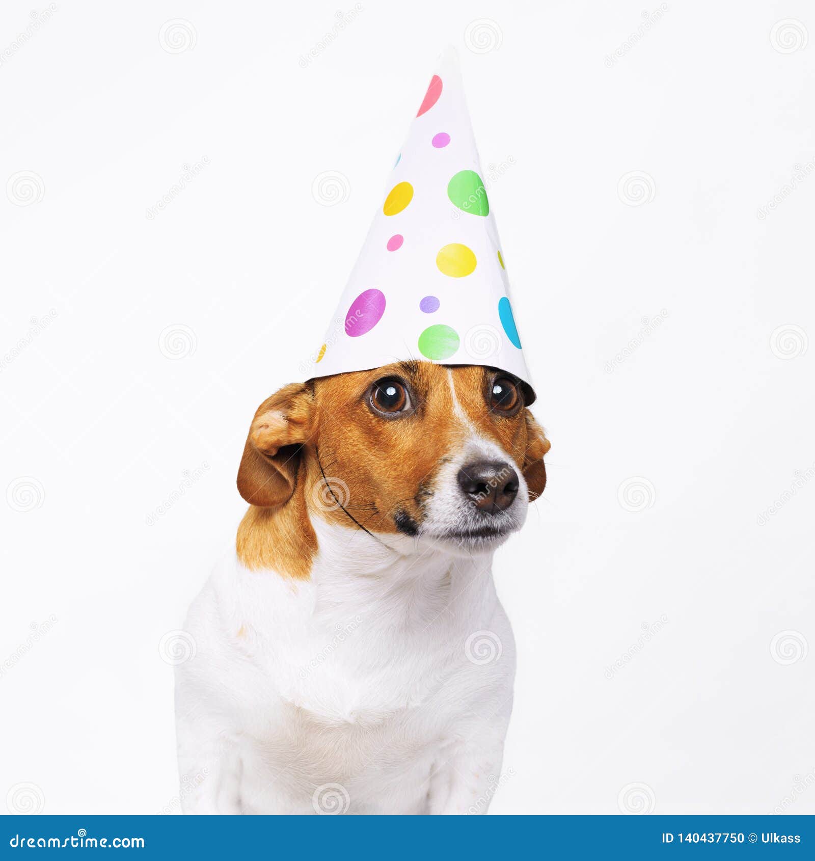 Chien Mignon Dans Le Chapeau De Partie De Carnaval Celebrant L Anniversaire Photo Stock Image Du Vacances Canin Chien Mignon Dans Le Chapeau De Partie De Carnaval Celebrant L Anniversaire Photo Stock Image Du Vacances Canin