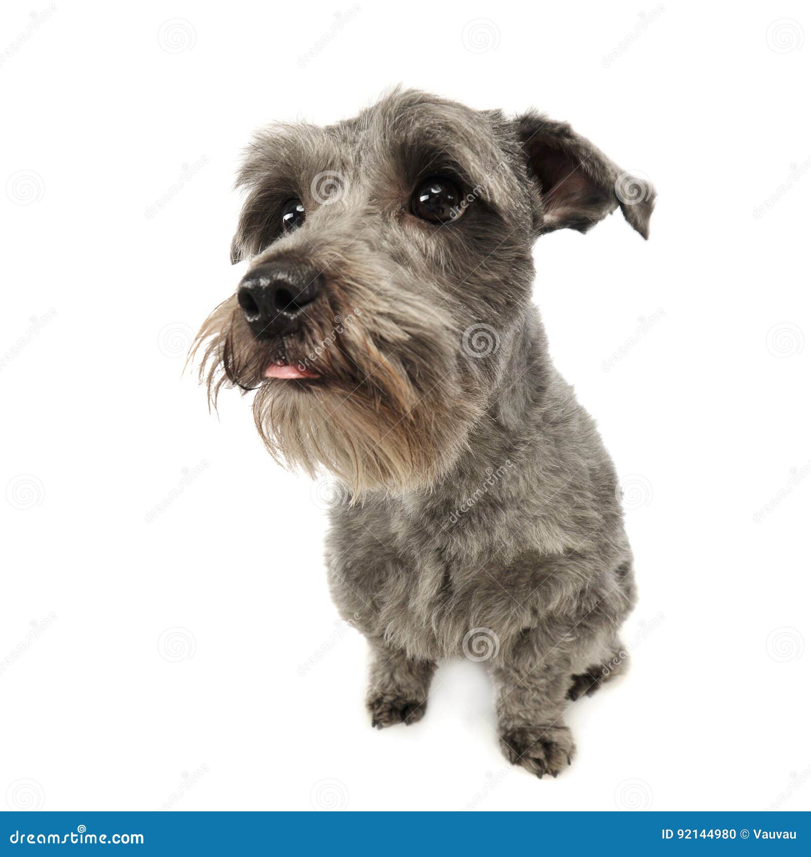 Race De Chien Blanc Et Gris