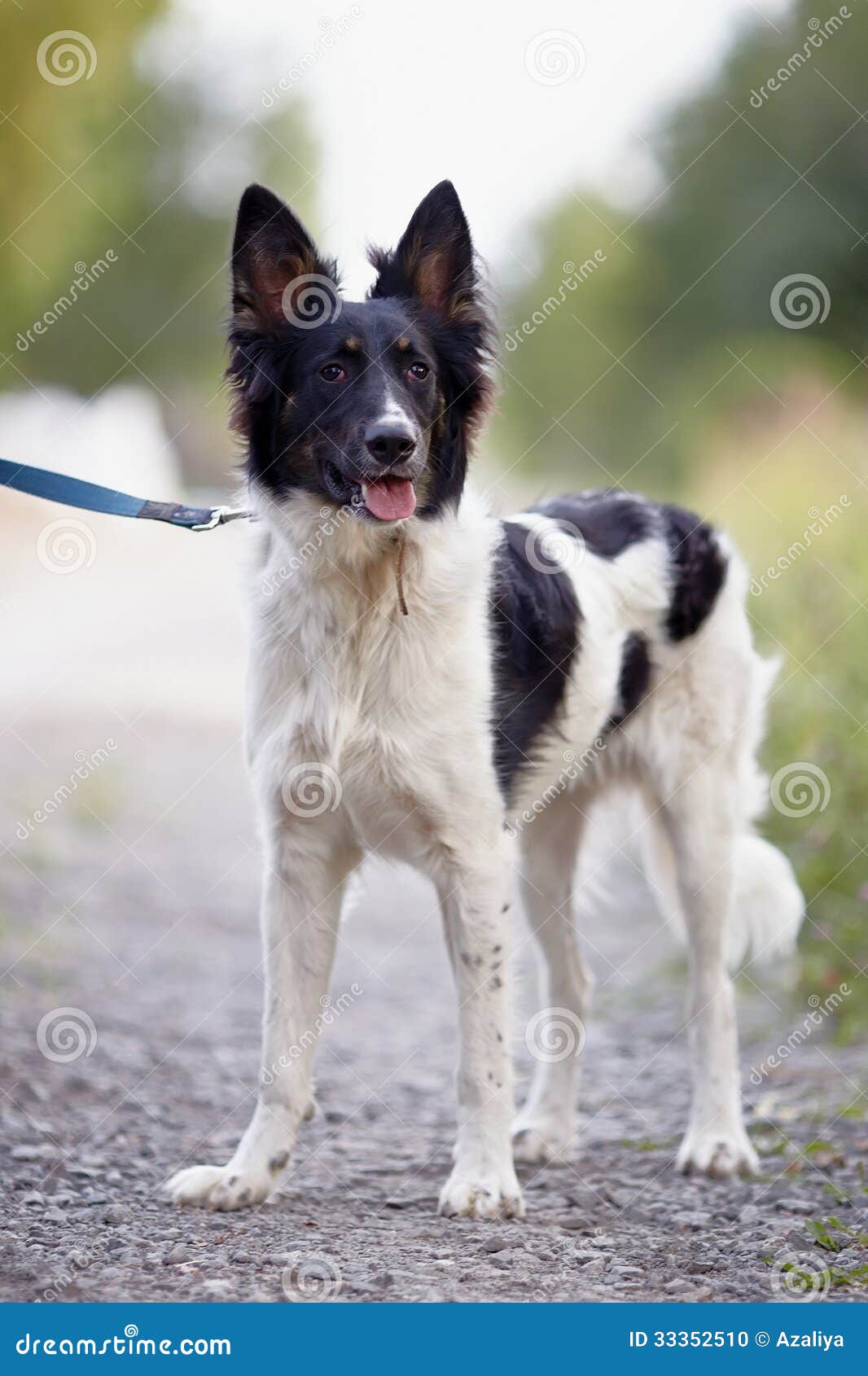 Chien noir et blanc. photo stock. Image du animal, doggy - 33352510