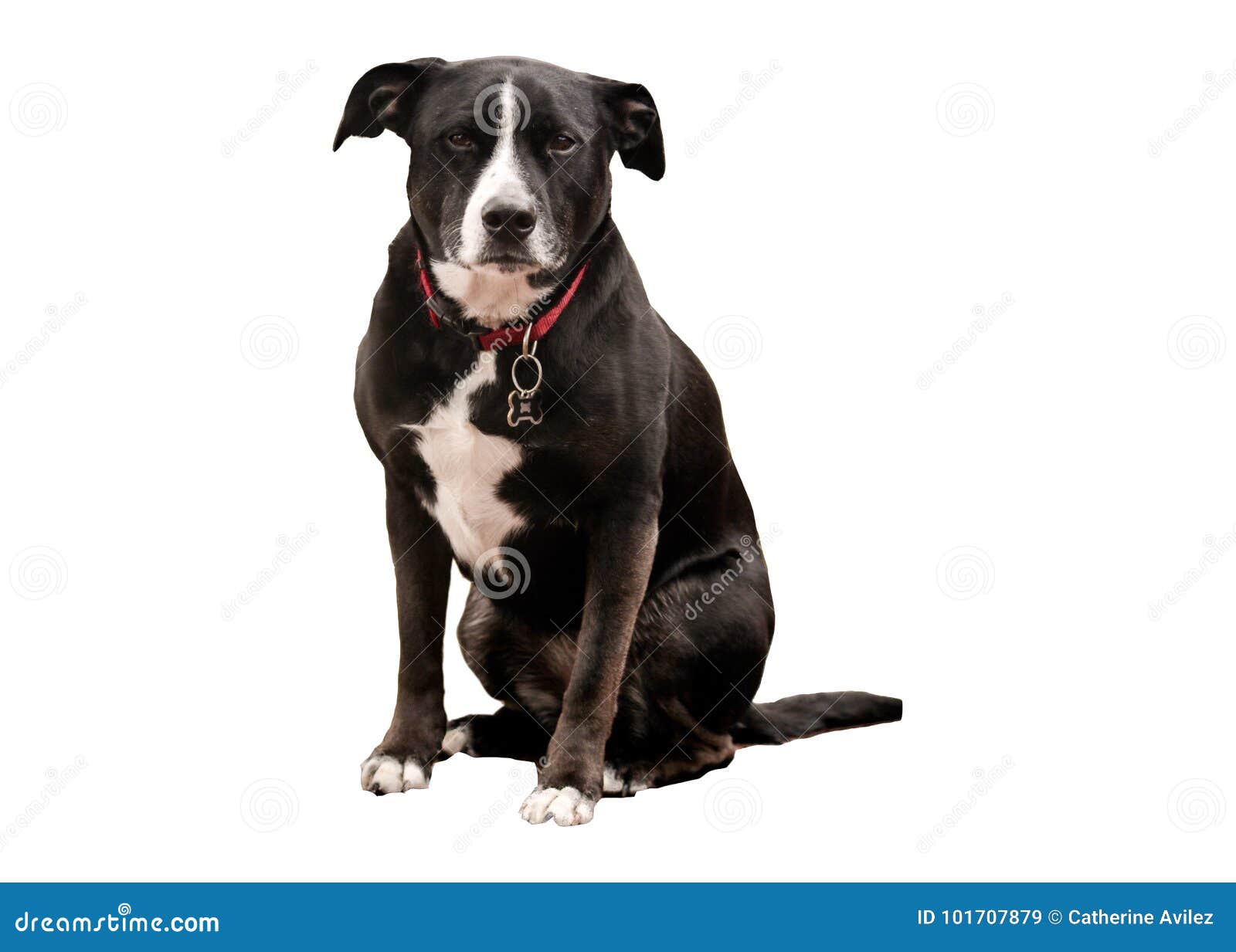 Chien Noir Et Blanc Avec Le Collier Rouge Image Stock