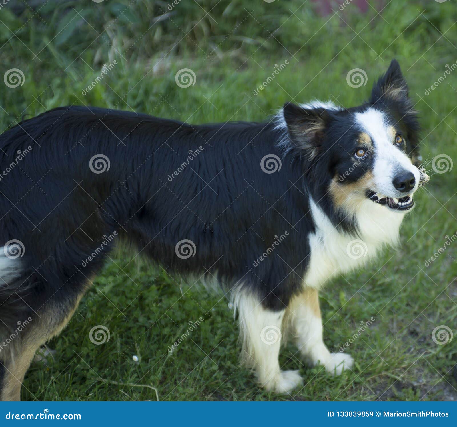 Chien Noir Et Blanc De Border Collie Image Stock Image Du