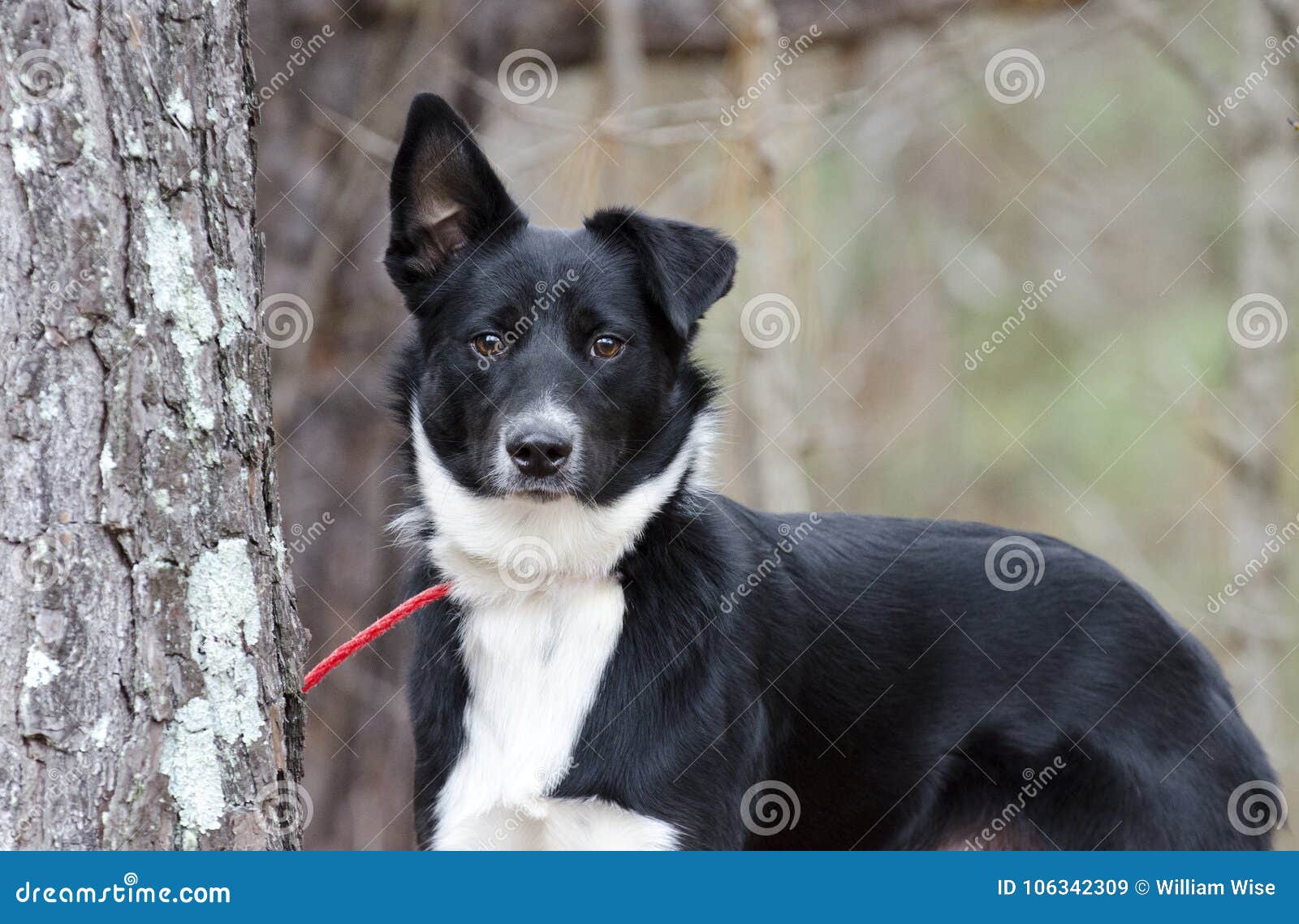 Chien Noir Et Blanc De Race Mélangé Par Collie Aussie De