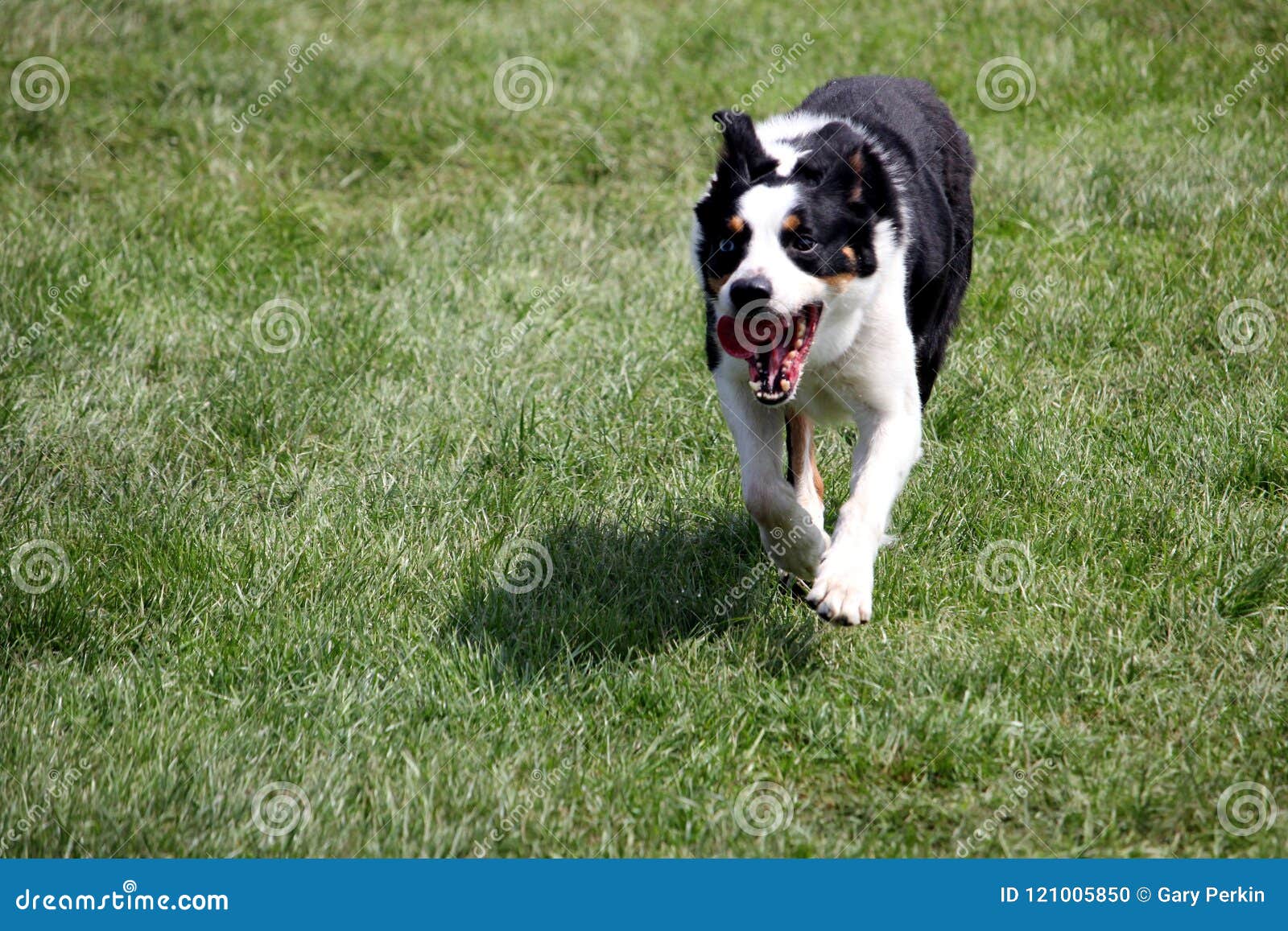 Chien Ou Border Collie De Moutons également Connu Sous Le