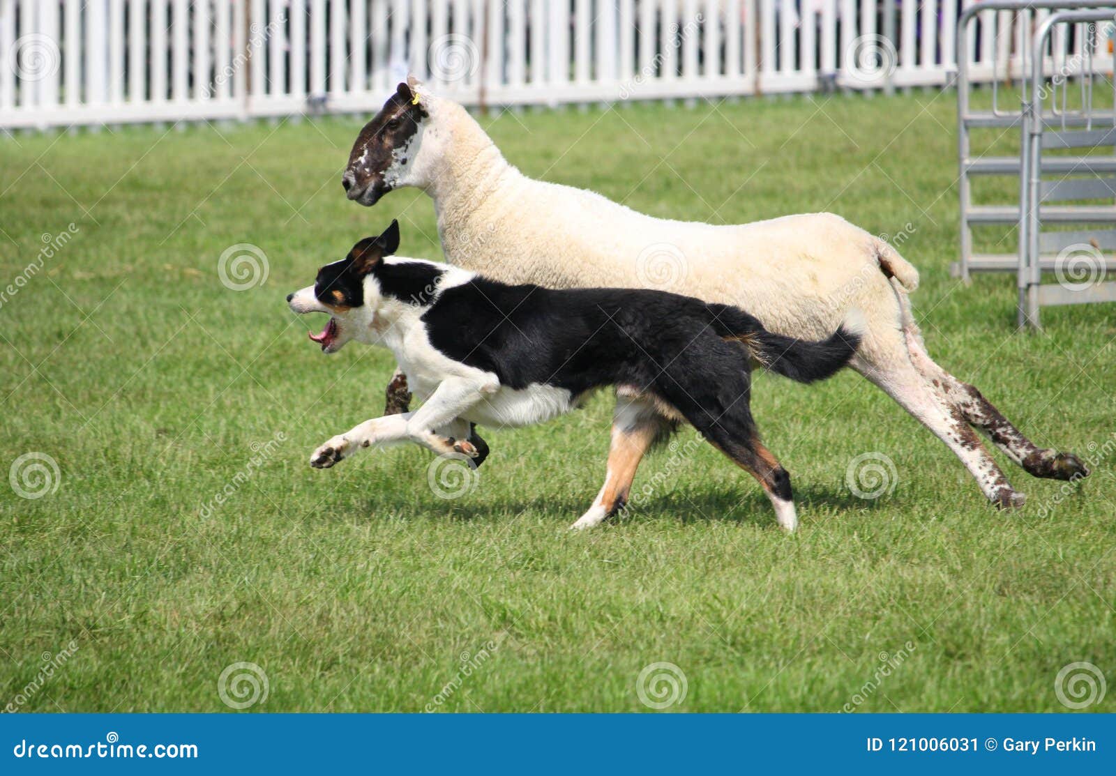 Chien Ou Border Collie De Moutons également Connu Sous Le