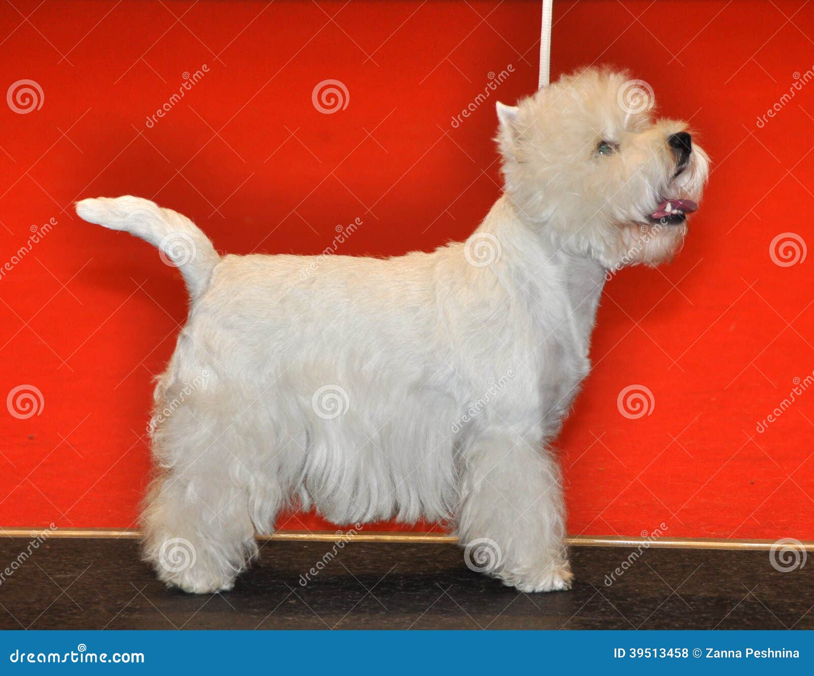 Chien Pelucheux Blanc Bichon Frise Photo Stock Image Du