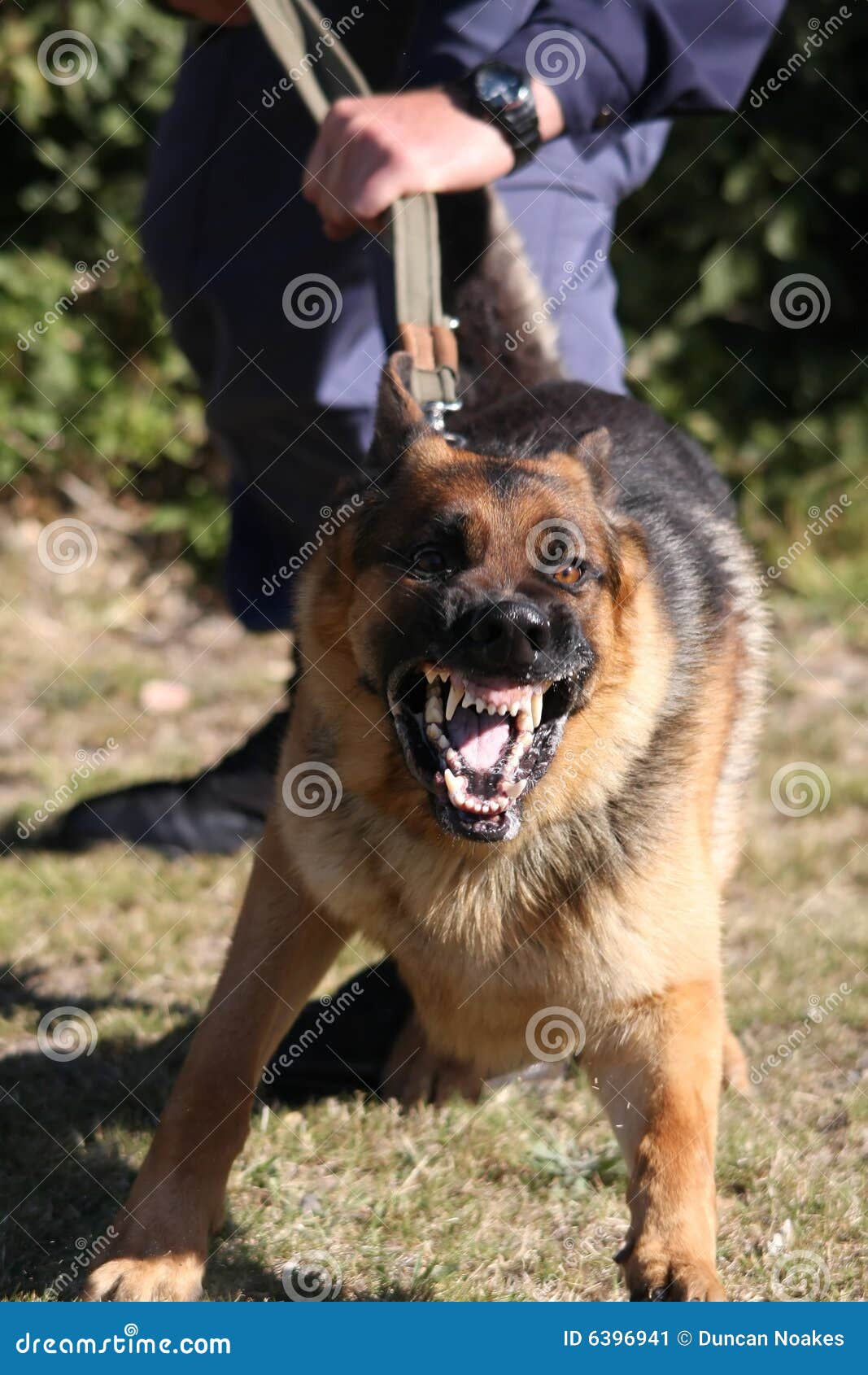  Chien  policier f ch  image stock Image du uniforme canin 