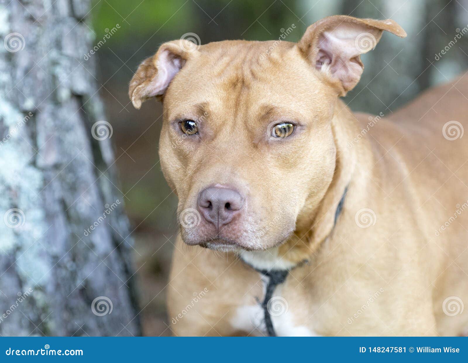 Chien Rouge De Pitbull Avec Le Hemtoma Gonflé Doreille