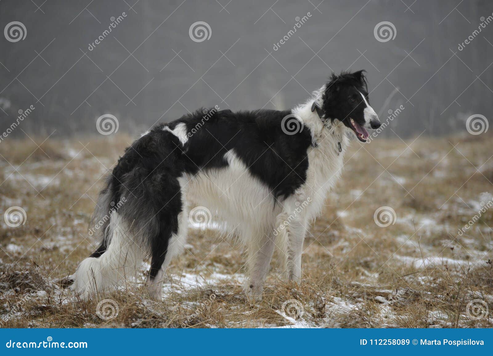 Fille Russe Et Chien Noir Et Blanc De Border Collie Photo