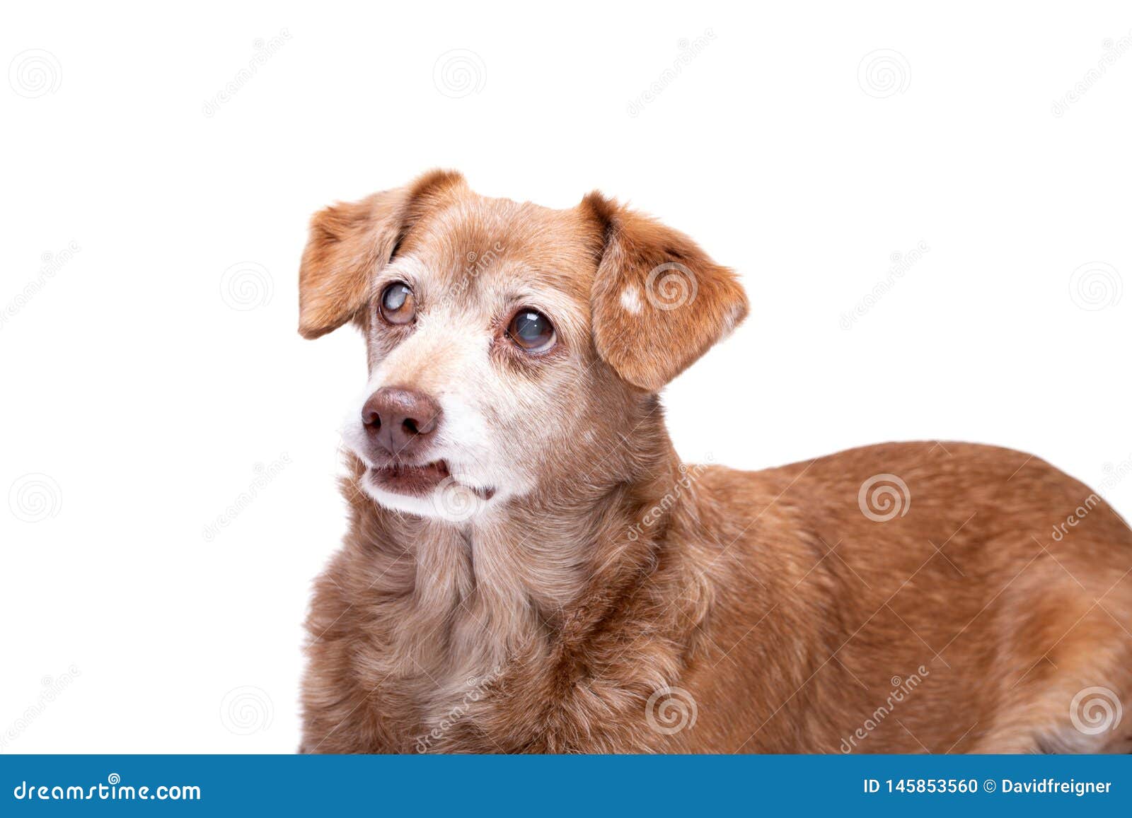 Chien Supérieur Avec La Cataracte Dans Ses Yeux Disolement