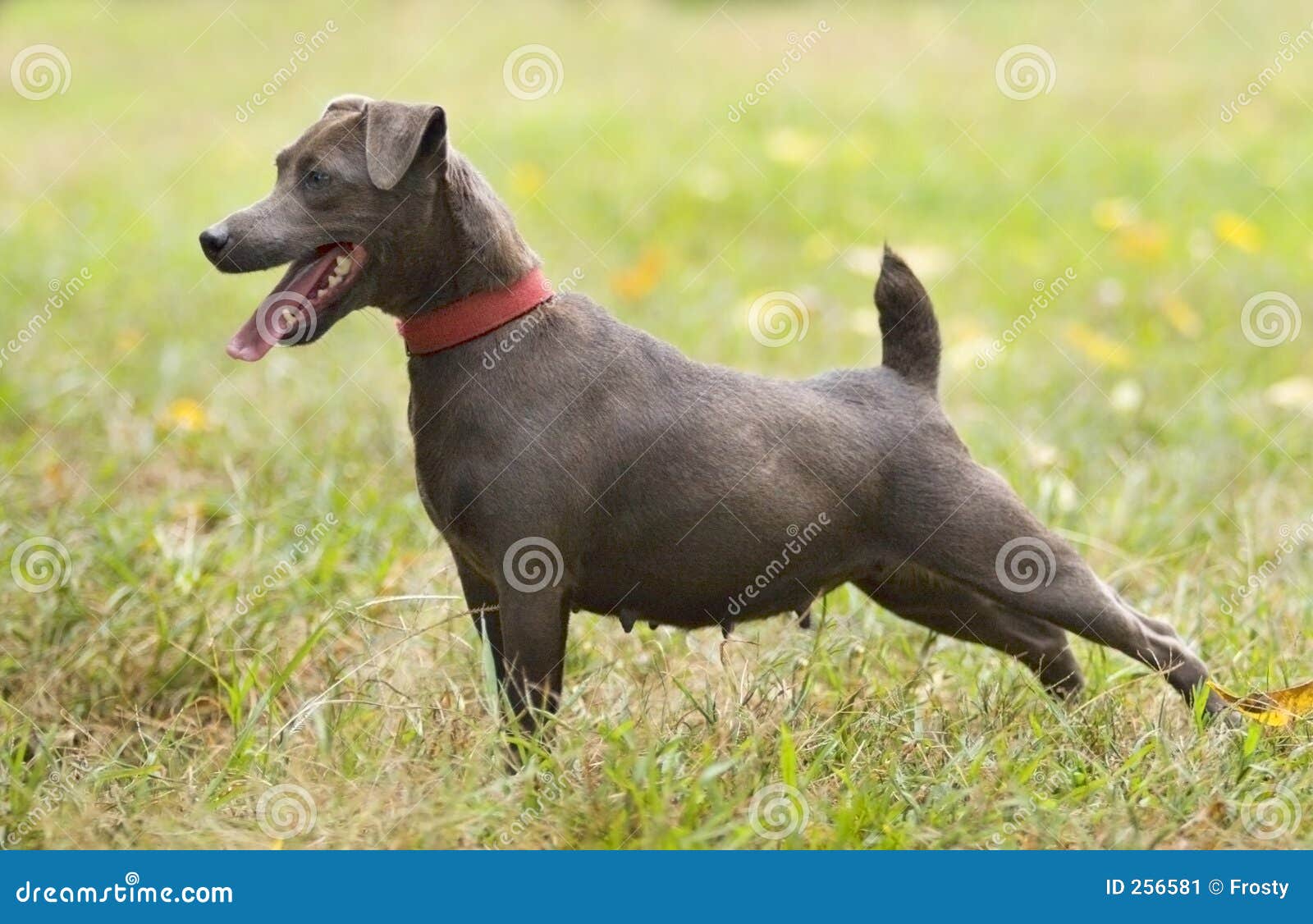 Chien patterdale cheap terrier