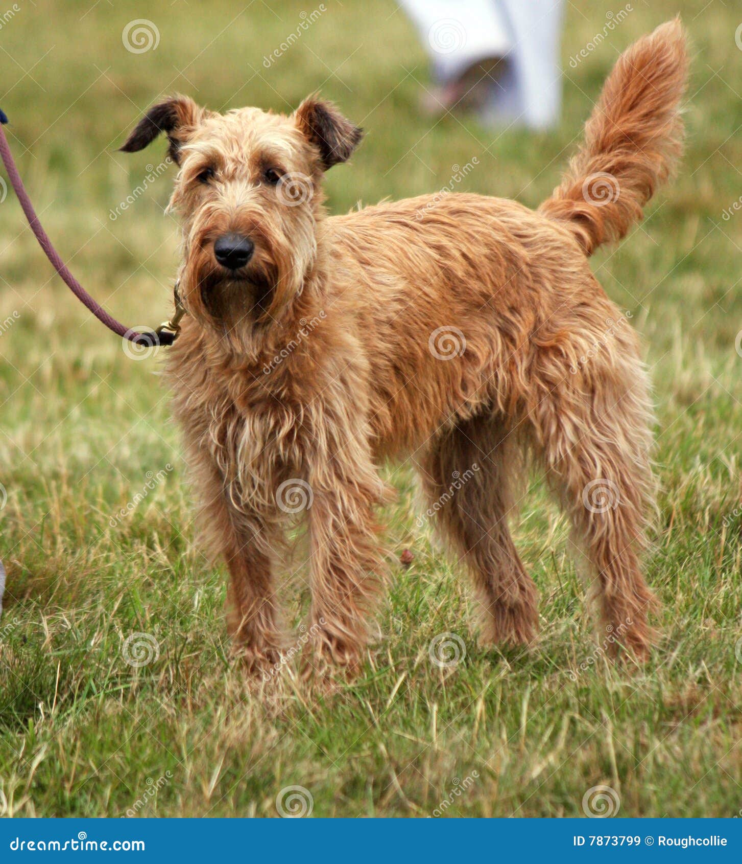 Chien terrier irlandais image stock. Image du animal, exercice 7873799