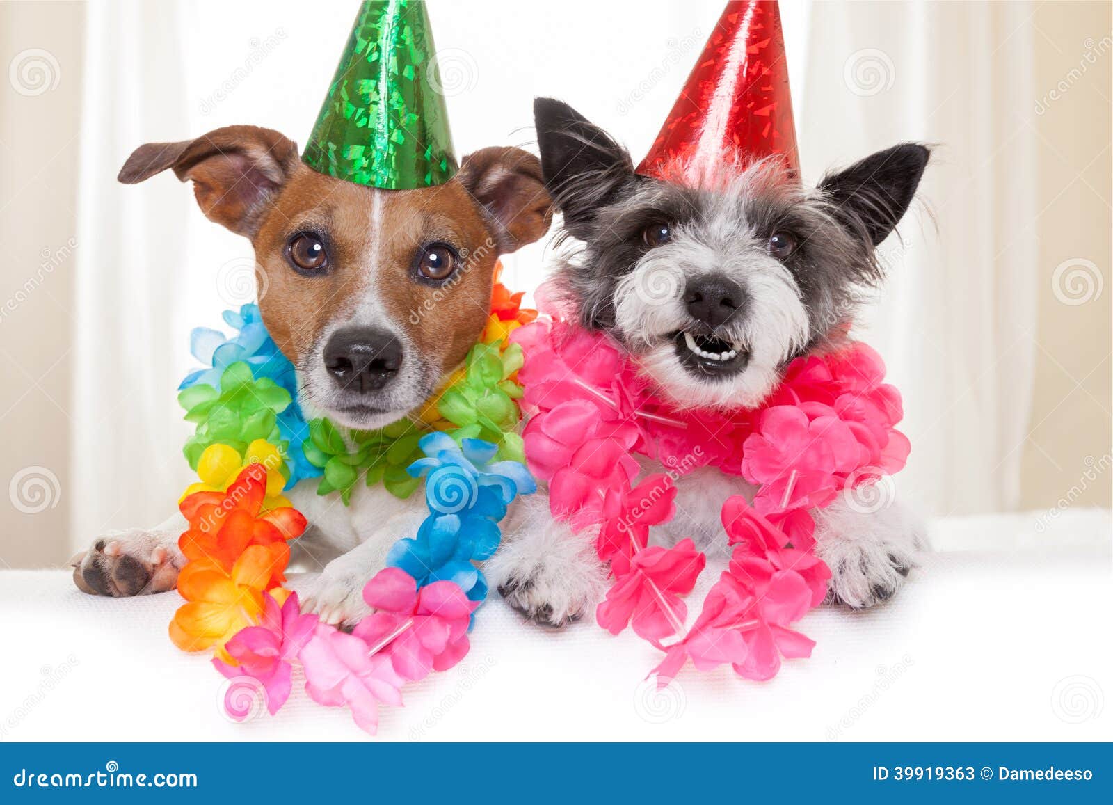 Chiens De Joyeux Anniversaire Image Stock Image Du Copie Chapeau