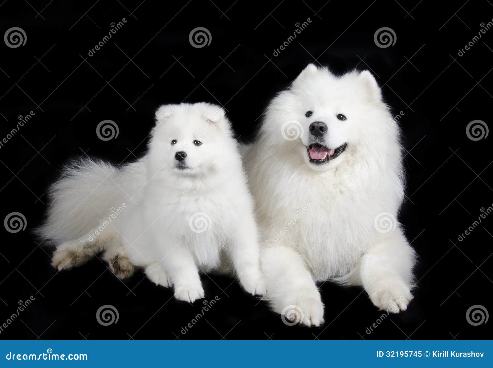 Deux chiens de Samoyed (d'isolement sur un fond noir)