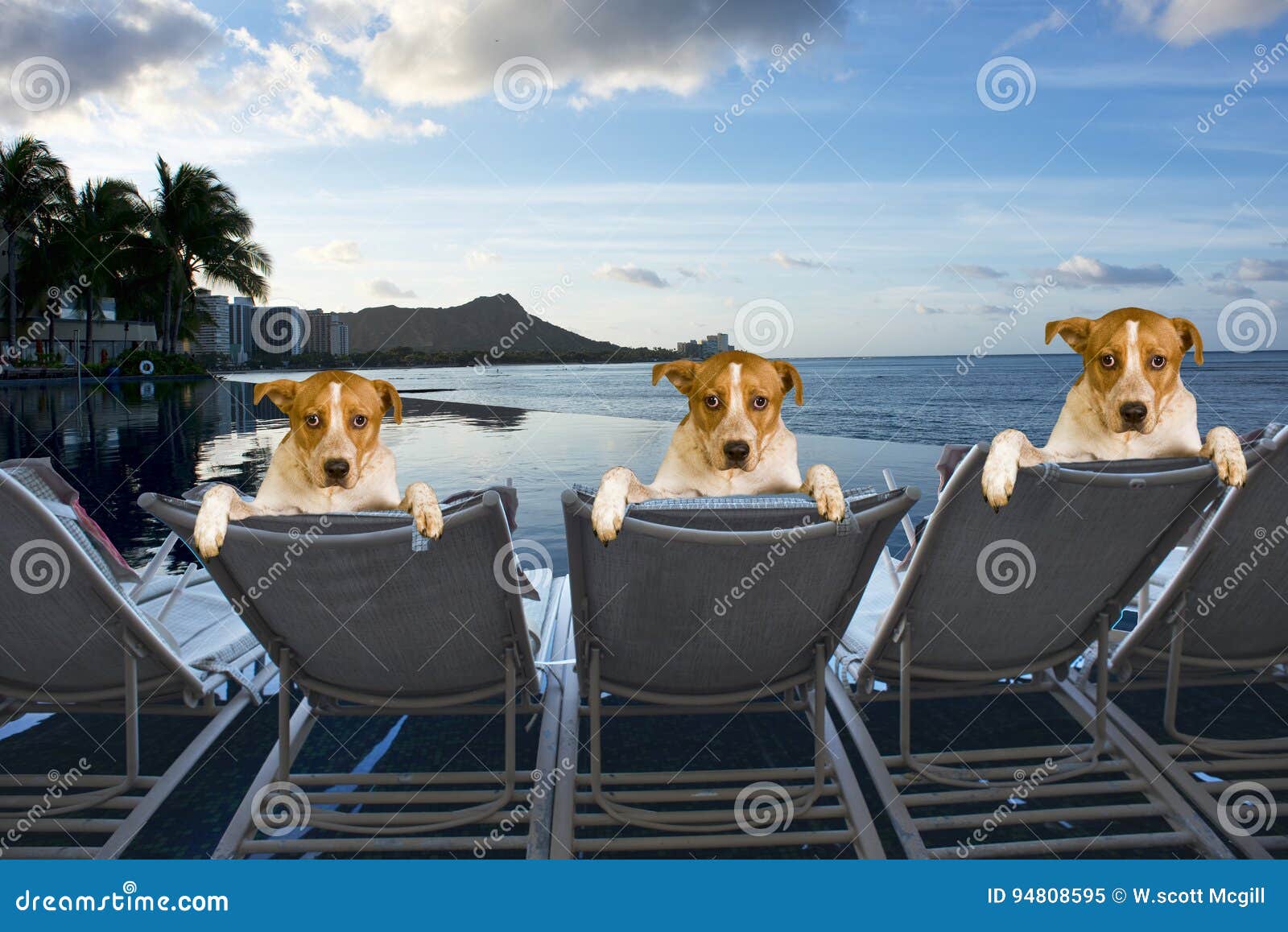 Chiens des vacances. Trois chiens de famille des vacances en Hawaï