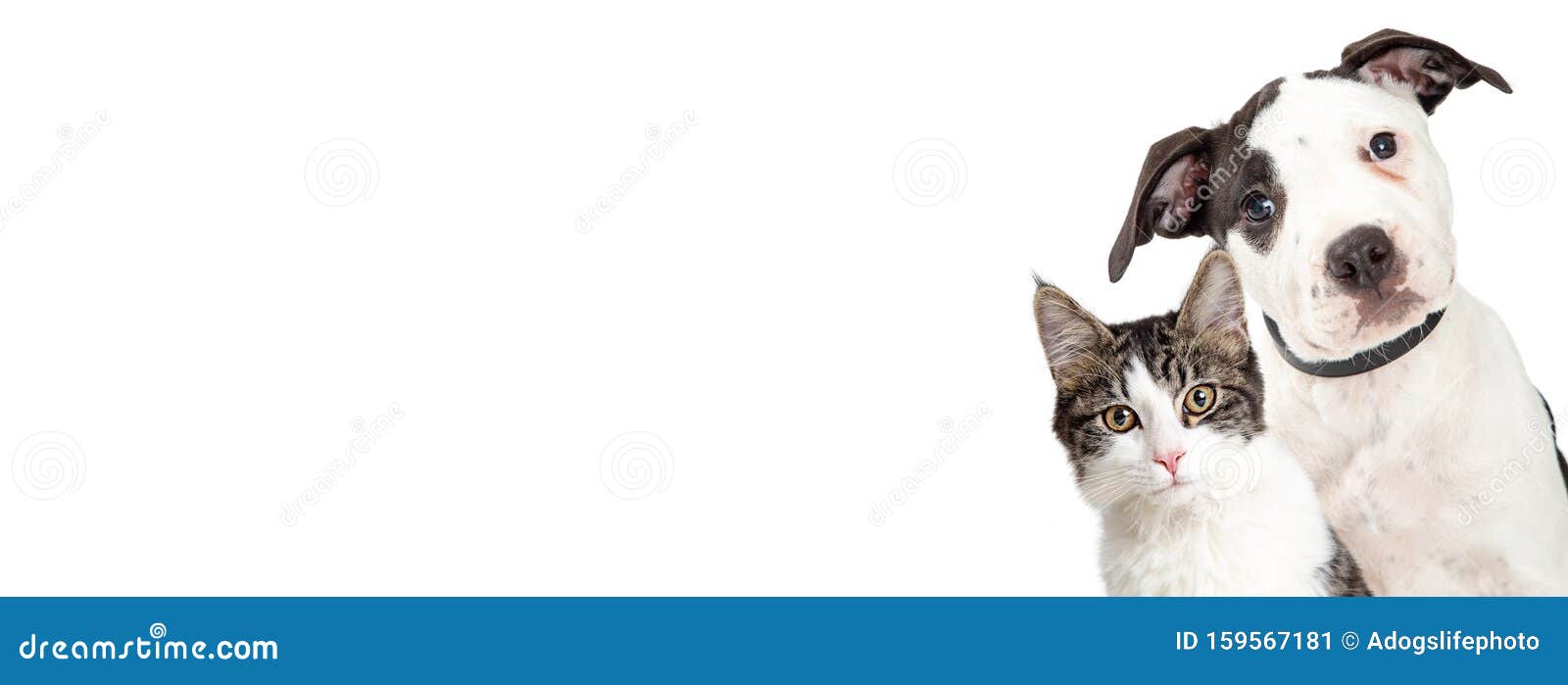Chiens Et Chats Du Cote De La Banniere Du Web Blanc Image Stock Image Du Drapeau Mignon Chiens Et Chats Du Cote De La Banniere Du Web Blanc Image Stock Image Du Drapeau Mignon