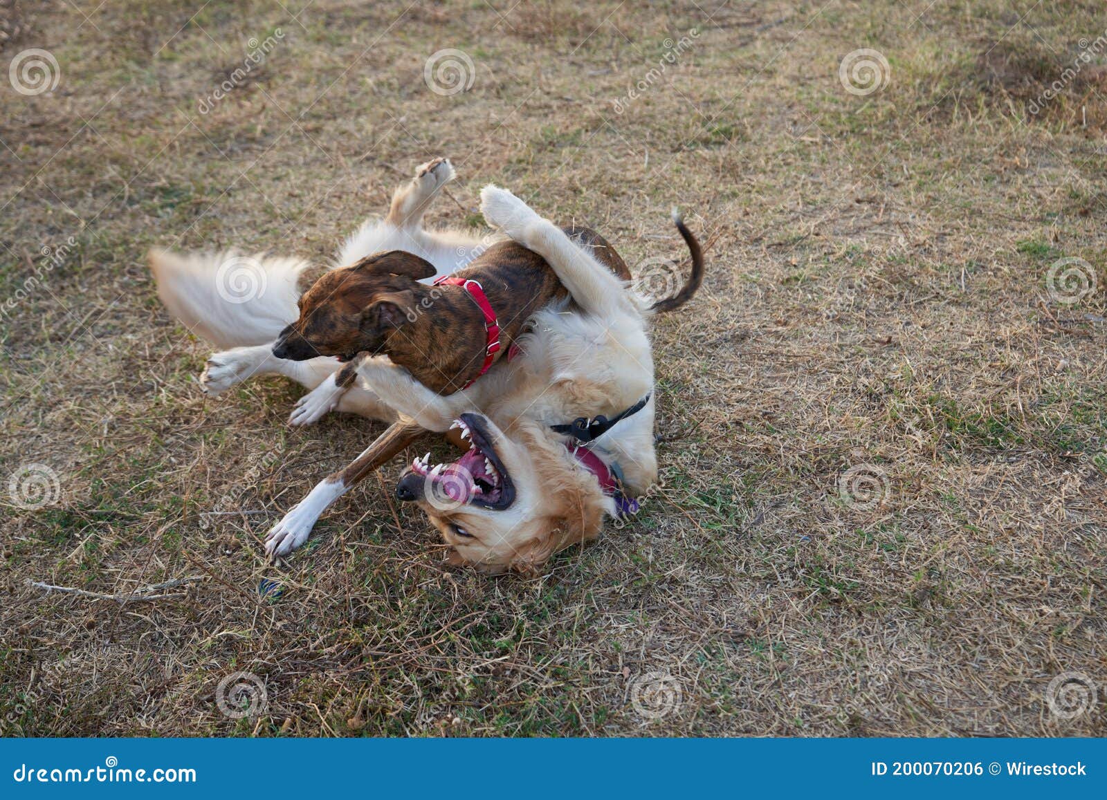 Chiens Mignons Jouer Ensemble Dans Un Parc Photo stock Image du adorable, herbe 200070206