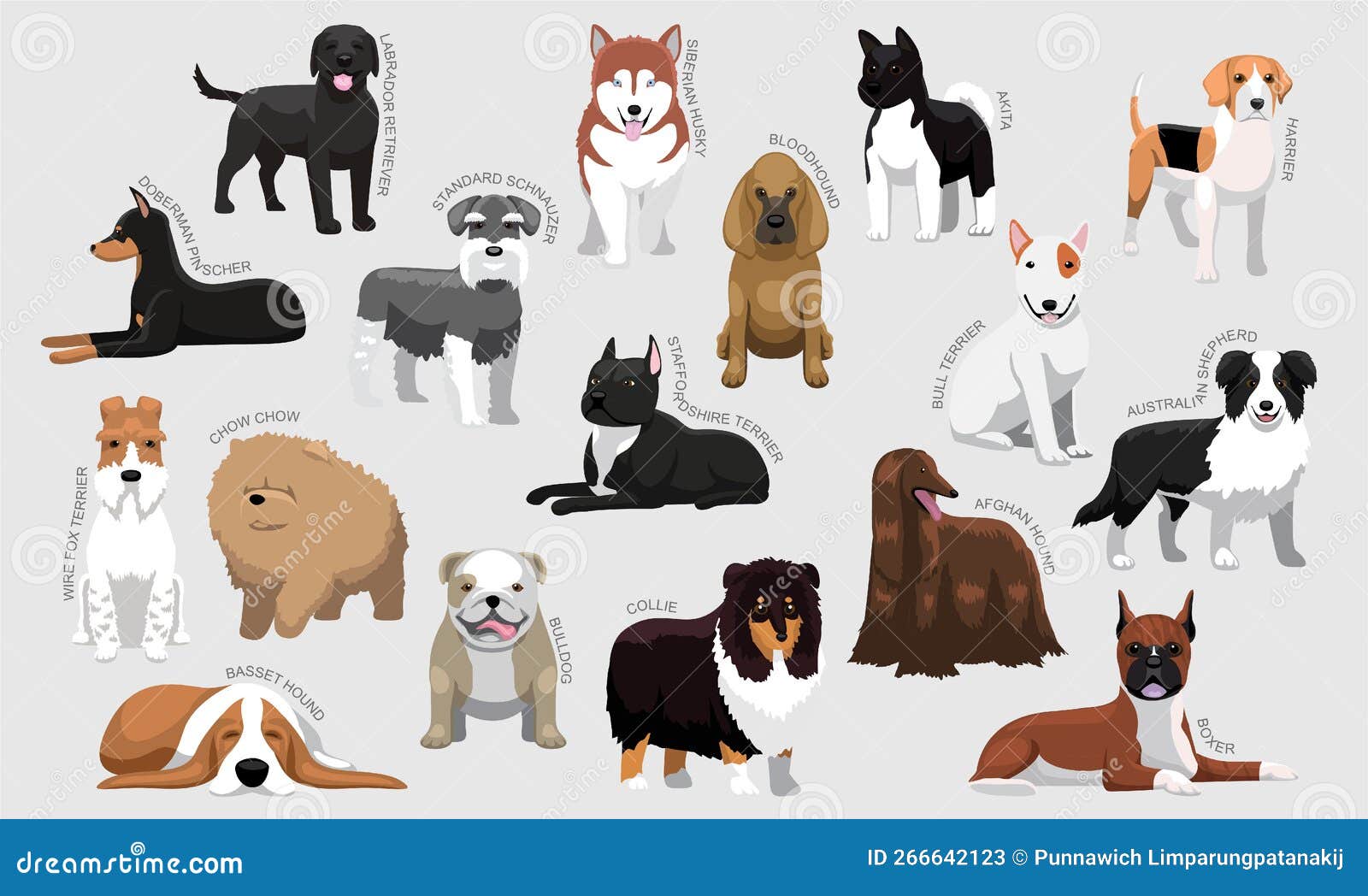 Chiens Moyens Races Avec Des Noms Différents Types Identifier Le