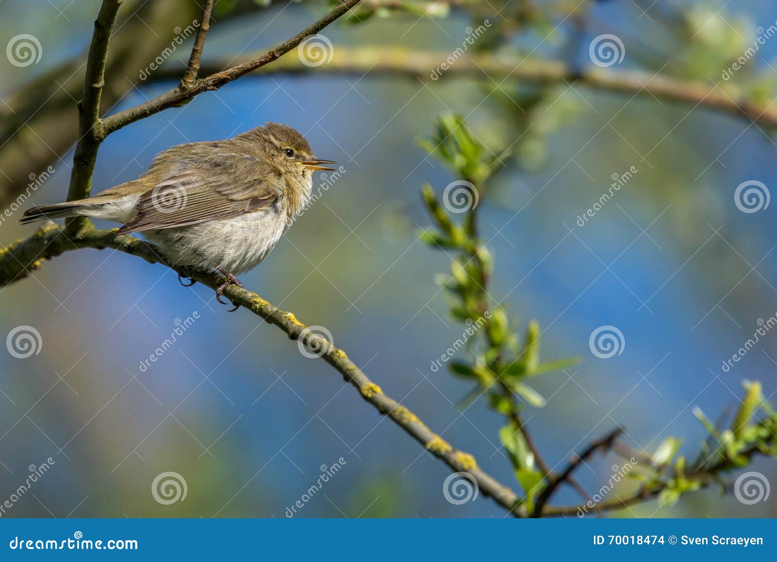 Wenig chiffchaff, das auf einer Niederlassung sitzt