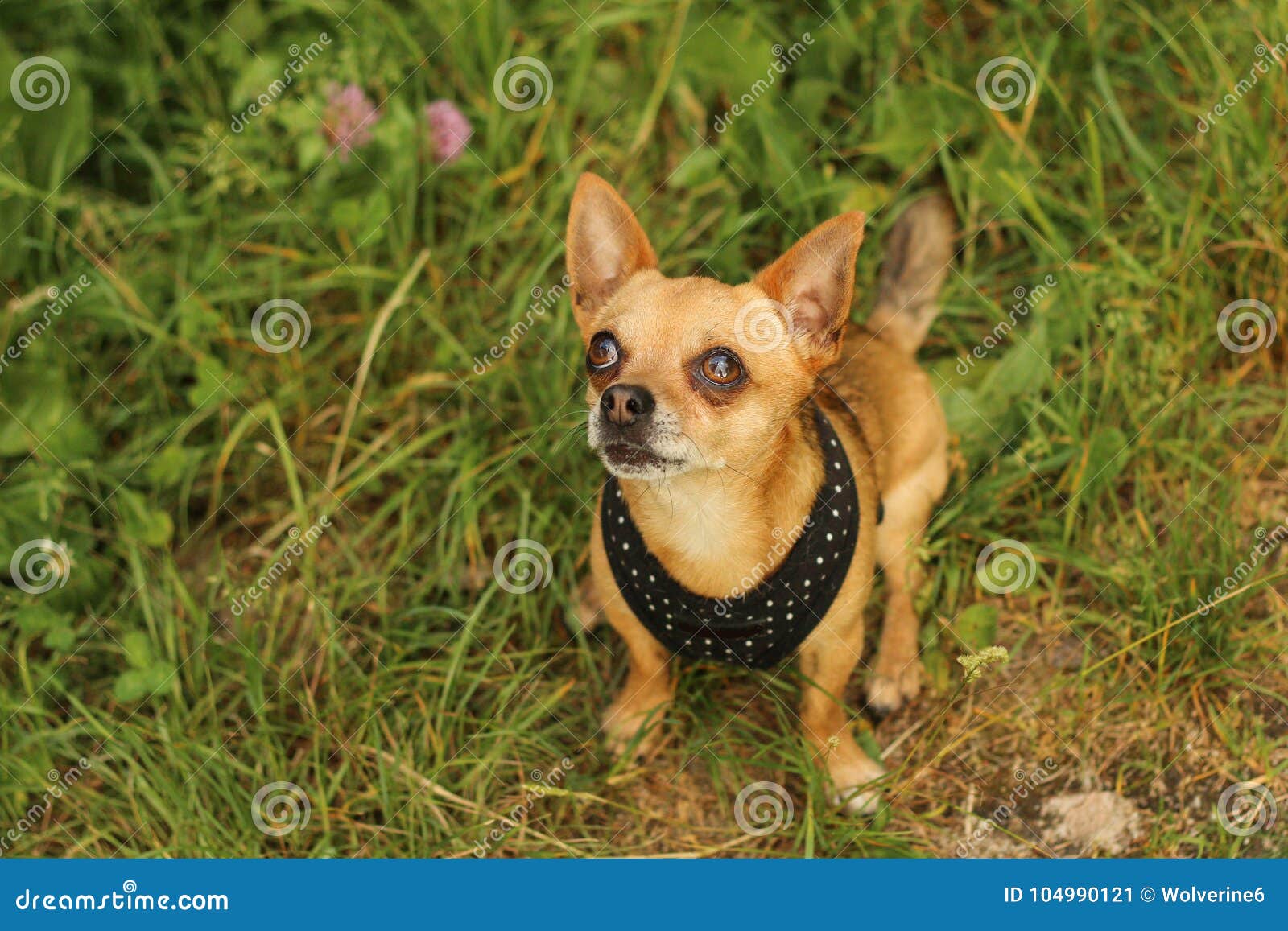 chihuaha sitting and looking longingly