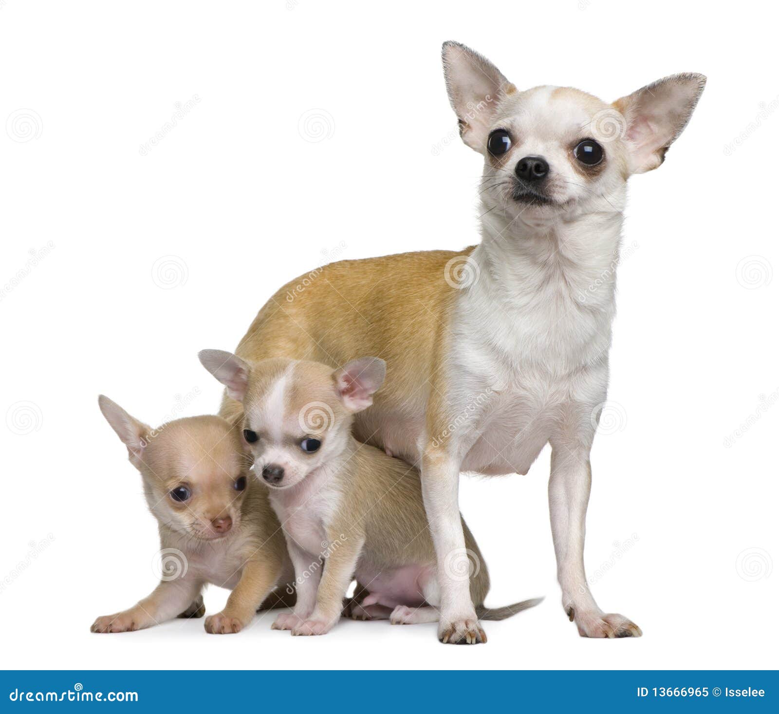 Chihuahua 2 8 henne gammala valpveckor för moder. 2 chihuahuaframdel för 8 bakgrund henne gammala vita valpveckor för moder