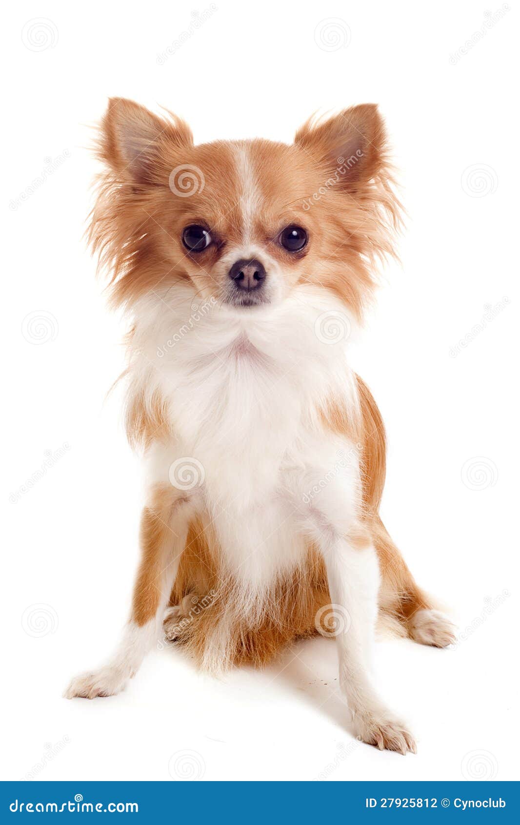 Chihuahua stock photo. Image of studio, pedigree, tiny - 27925812