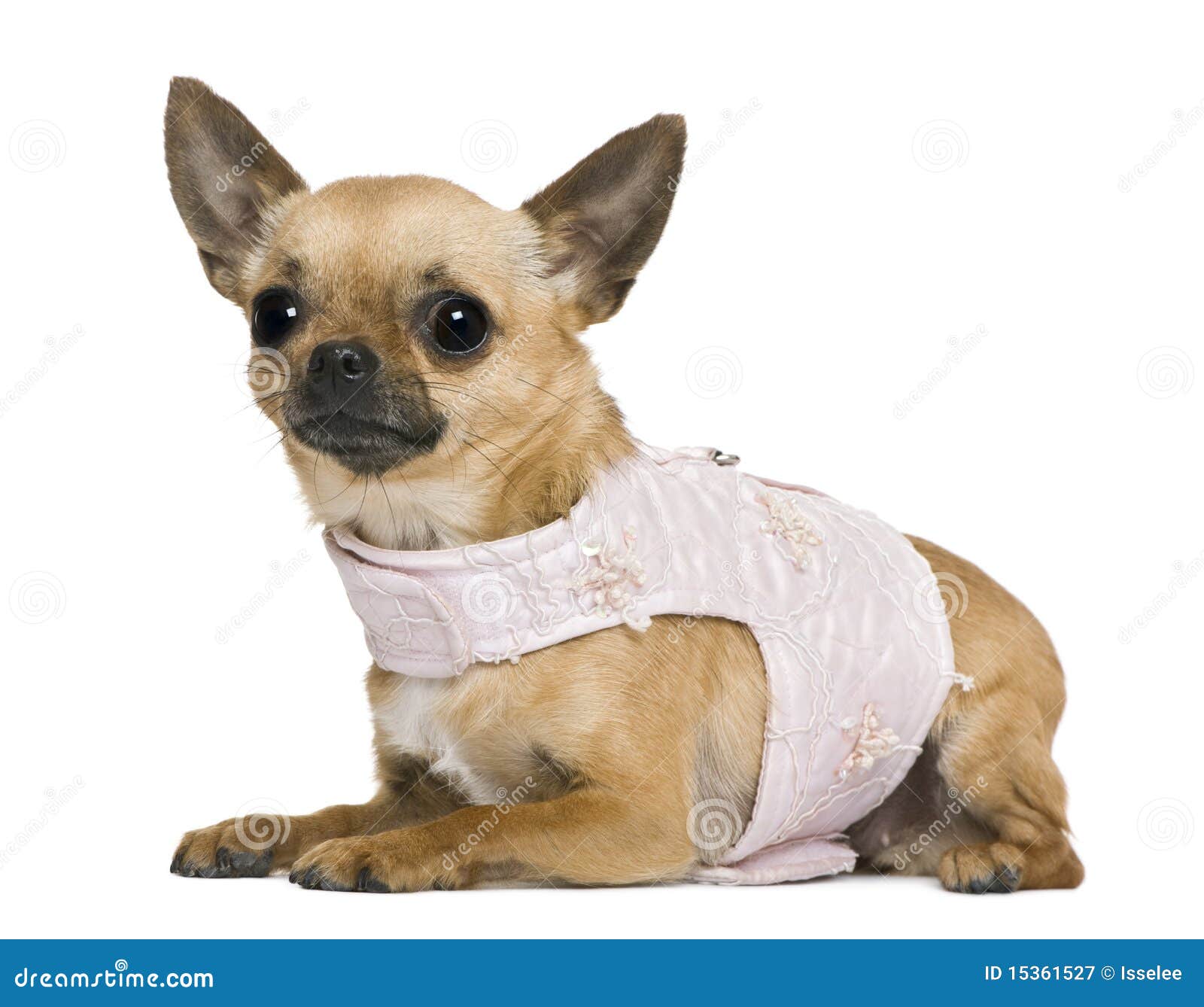 Chihuahua, 5 Jahre alt, gekleidet vor weißem Hintergrund