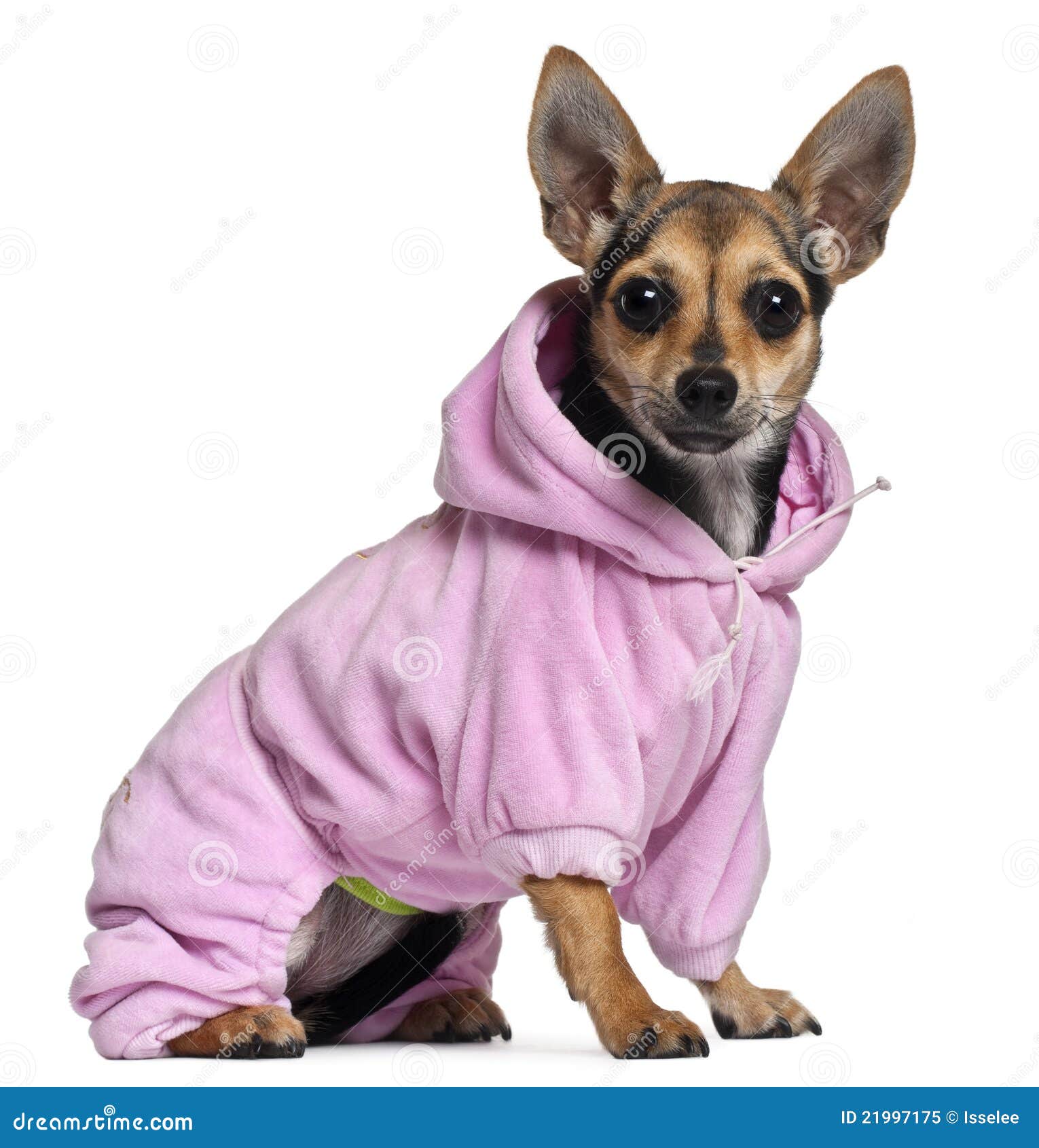 Chihuahua Hoodie - Pink Chihuahua Hoodie - Pink