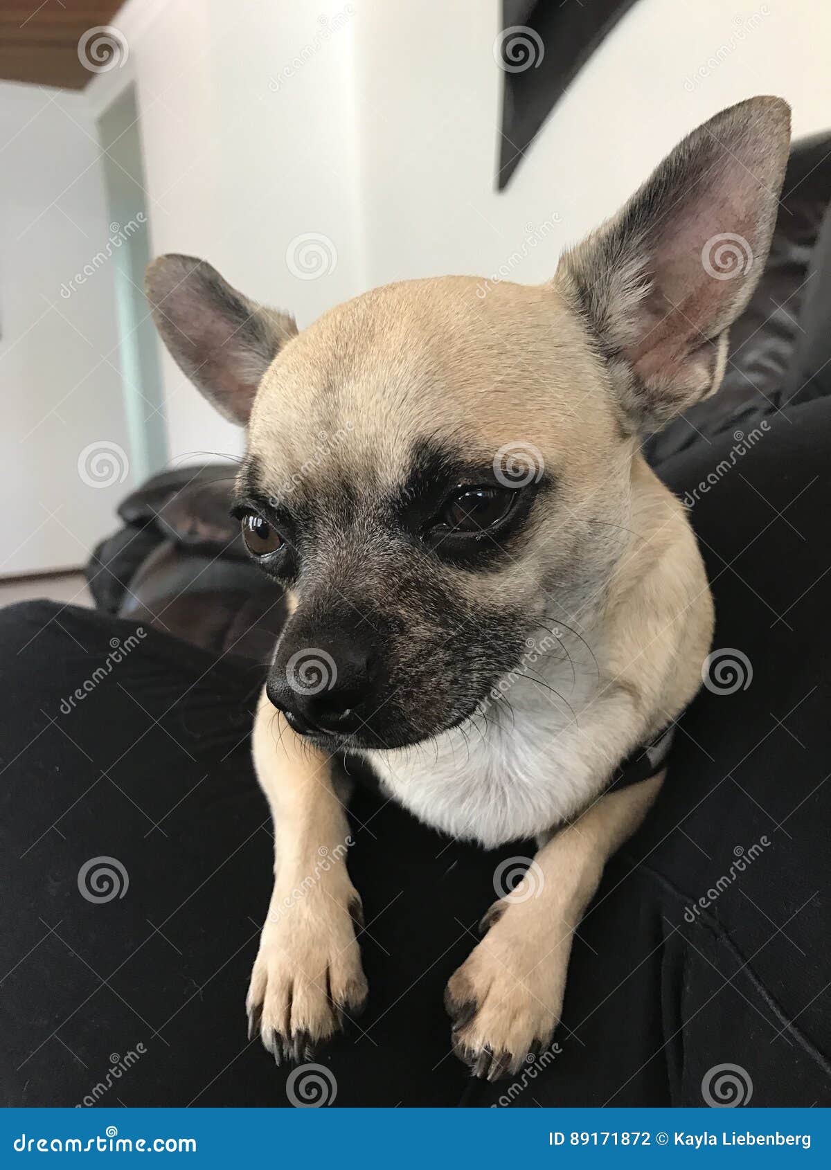 Chihuahua foto de stock. Imagem de apenas, pera, maneira - 89171872, image size:1200x1690