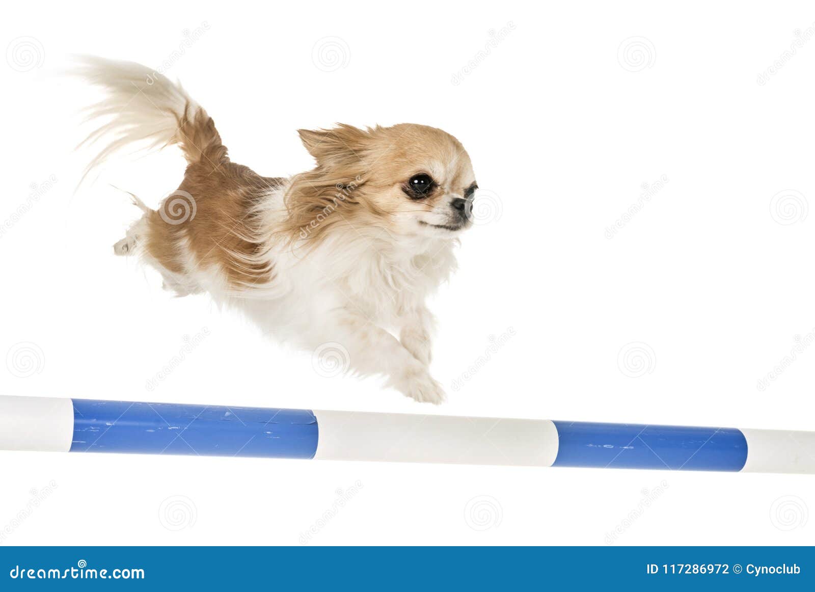 Chihuahua in agility stock photo. Image of movement 117286972