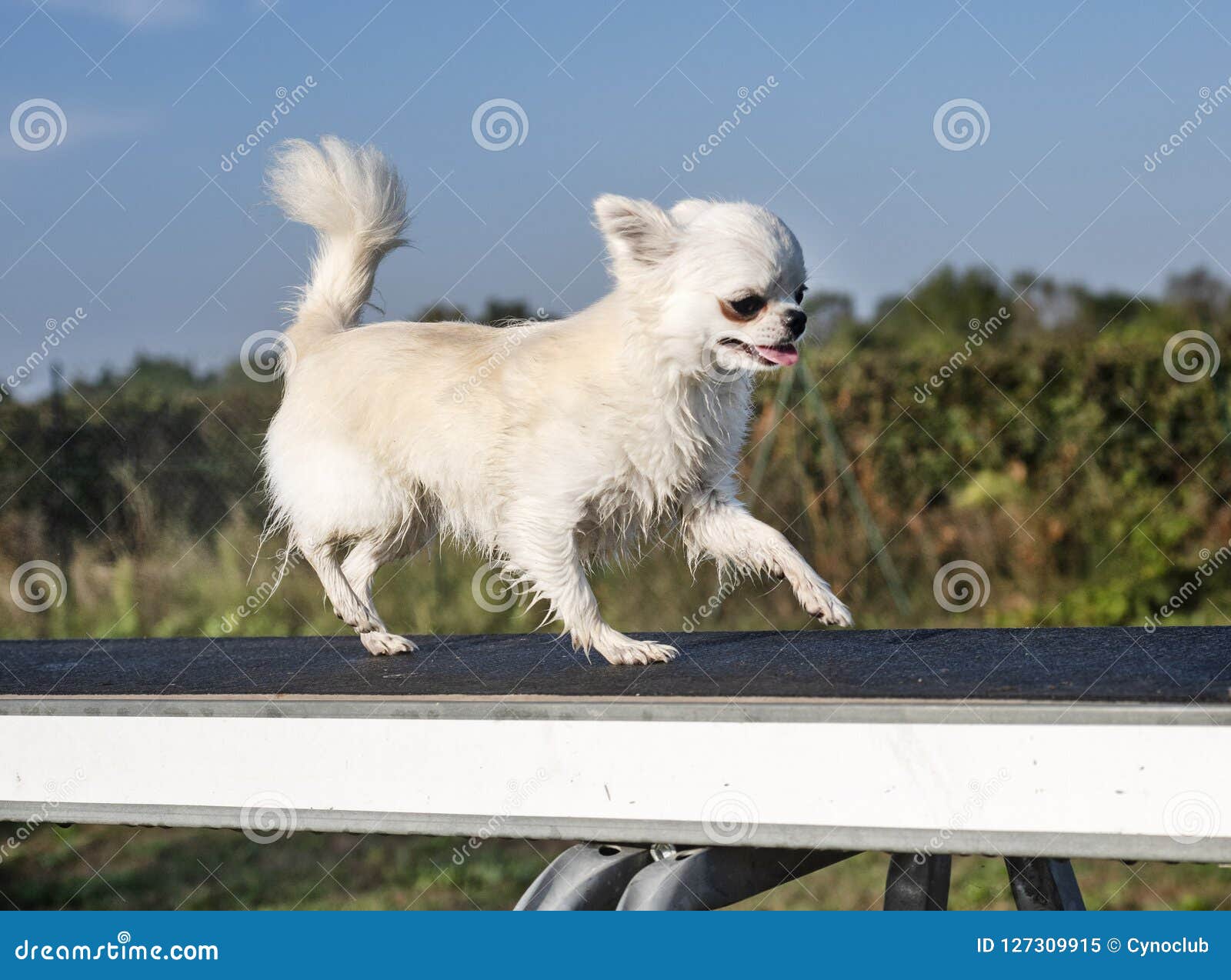 chihuahua agility training