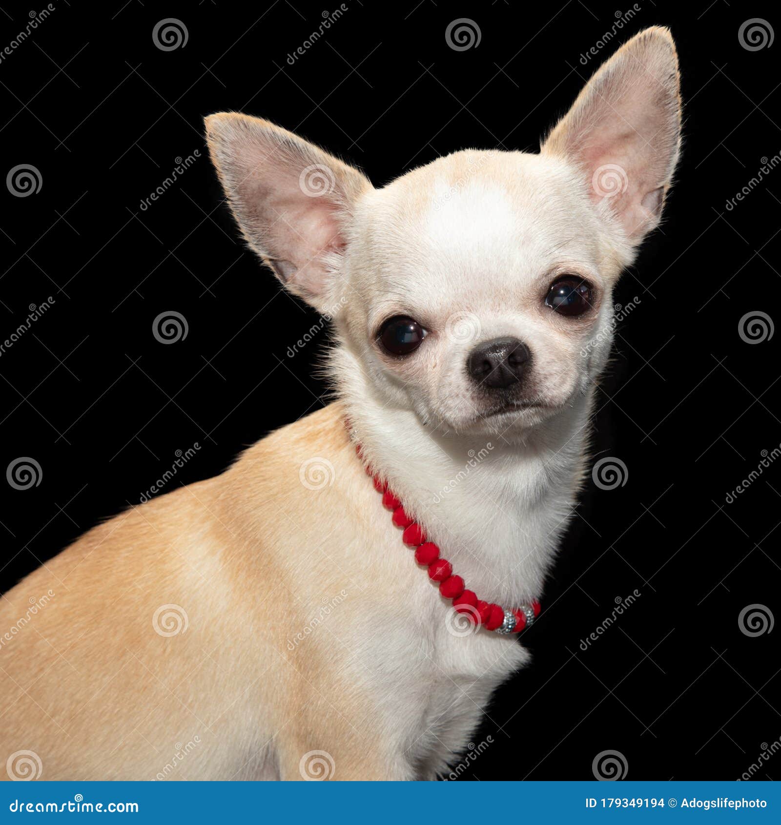 Chihuahua Bianca Con Collana Rossa Fotografia Stock - Immagine di  abbastanza, immaginazione: 179349194