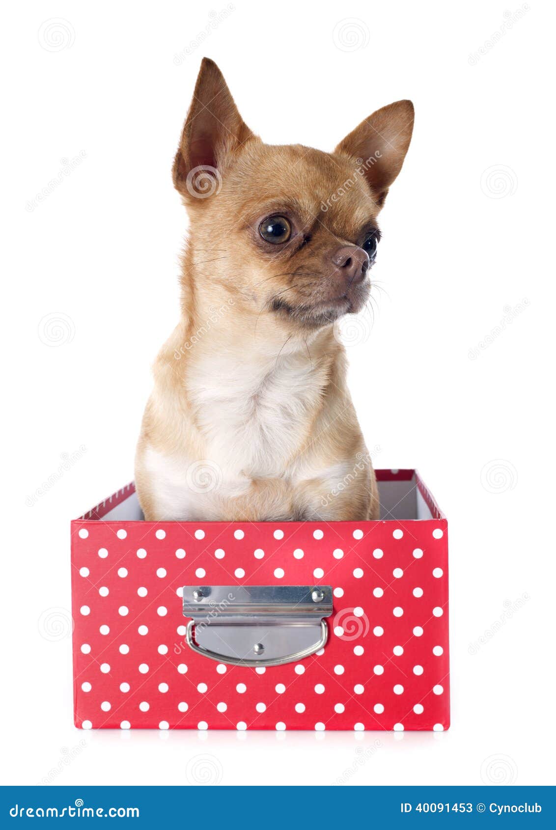 Chihuahua in box stock image. Image of animal, pedigree 40091453
