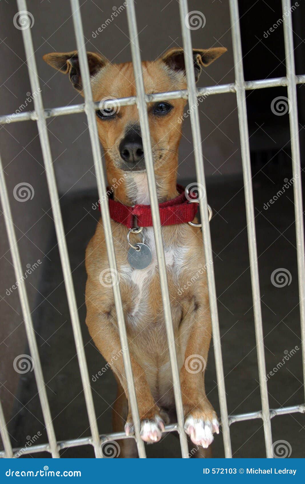 chihuahua-cage-animal-shelter-572103.jpg