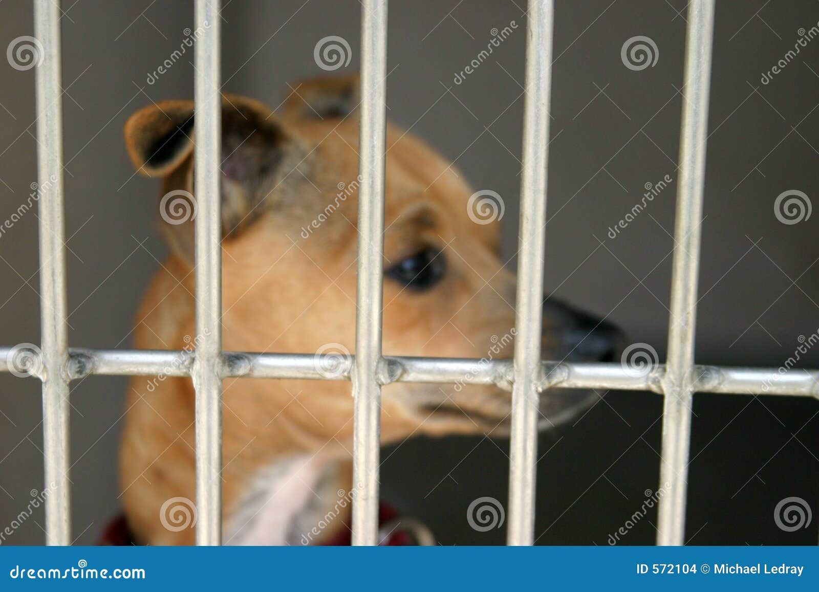 Chihuahua In A Cage At The Animal Shelter Stock Images