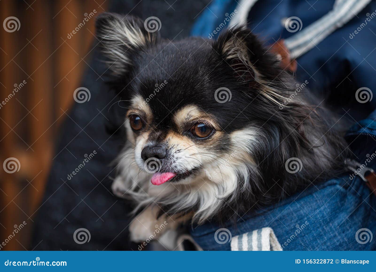 Chihuahua Brun Chien Debout Dans Le Sac De Transport Pour Animaux De  Compagnie Voyageur Avec Accessoires De Voyage Sourire Et Rega Image stock -  Image du indoors, protection: 246499179