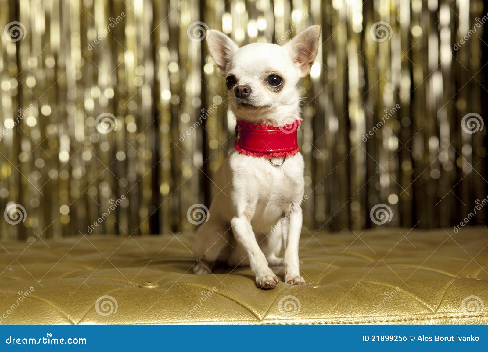 Chihuahua collar stock photo. Image of famous, clothes 21899256