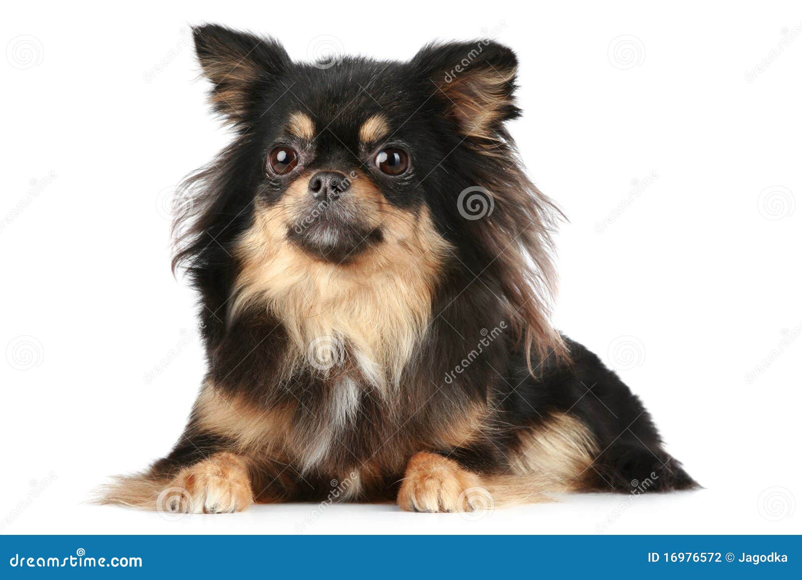 Polvoriento Convertir Camarada imagenes de chihuahua pelo largo Nube