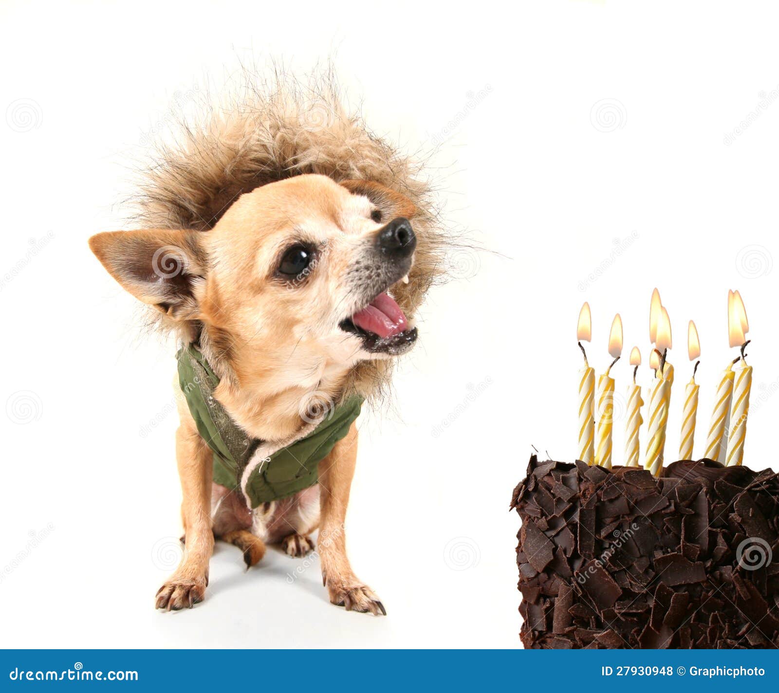 694 Chihuahua Di Compleanno Foto Foto Stock Gratis E Royalty Free Da Dreamstime